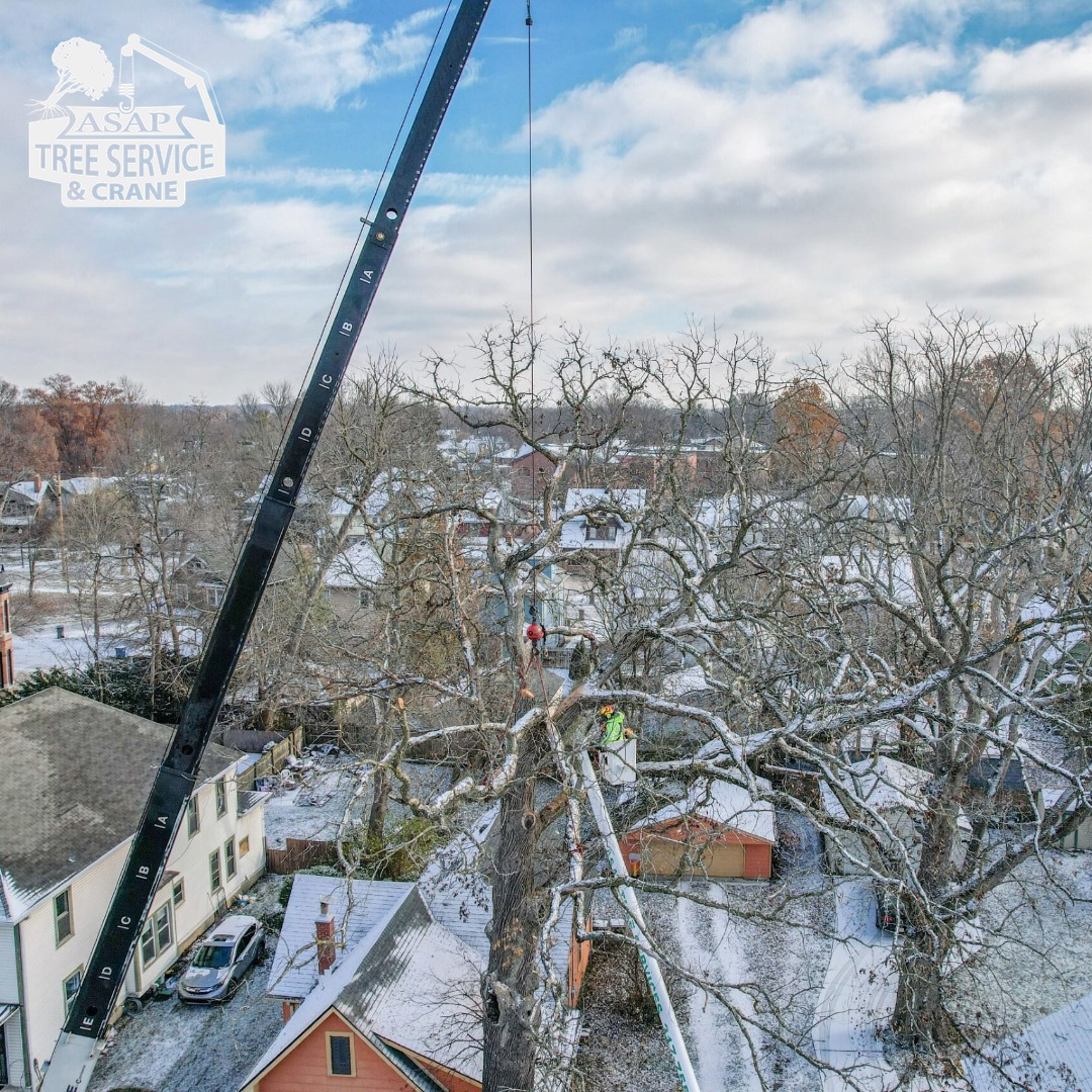 Asap tree Service