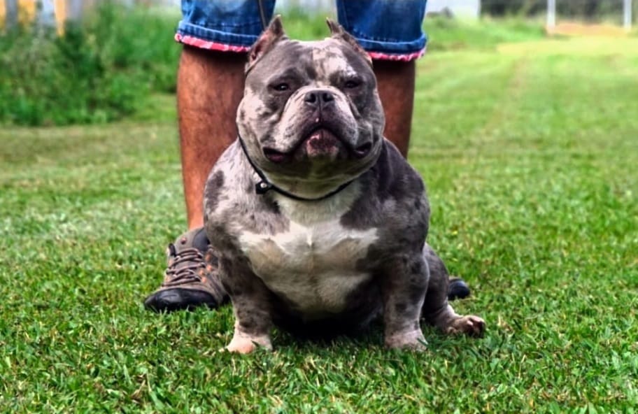 BULLY COMP. CHILE | Rancagua