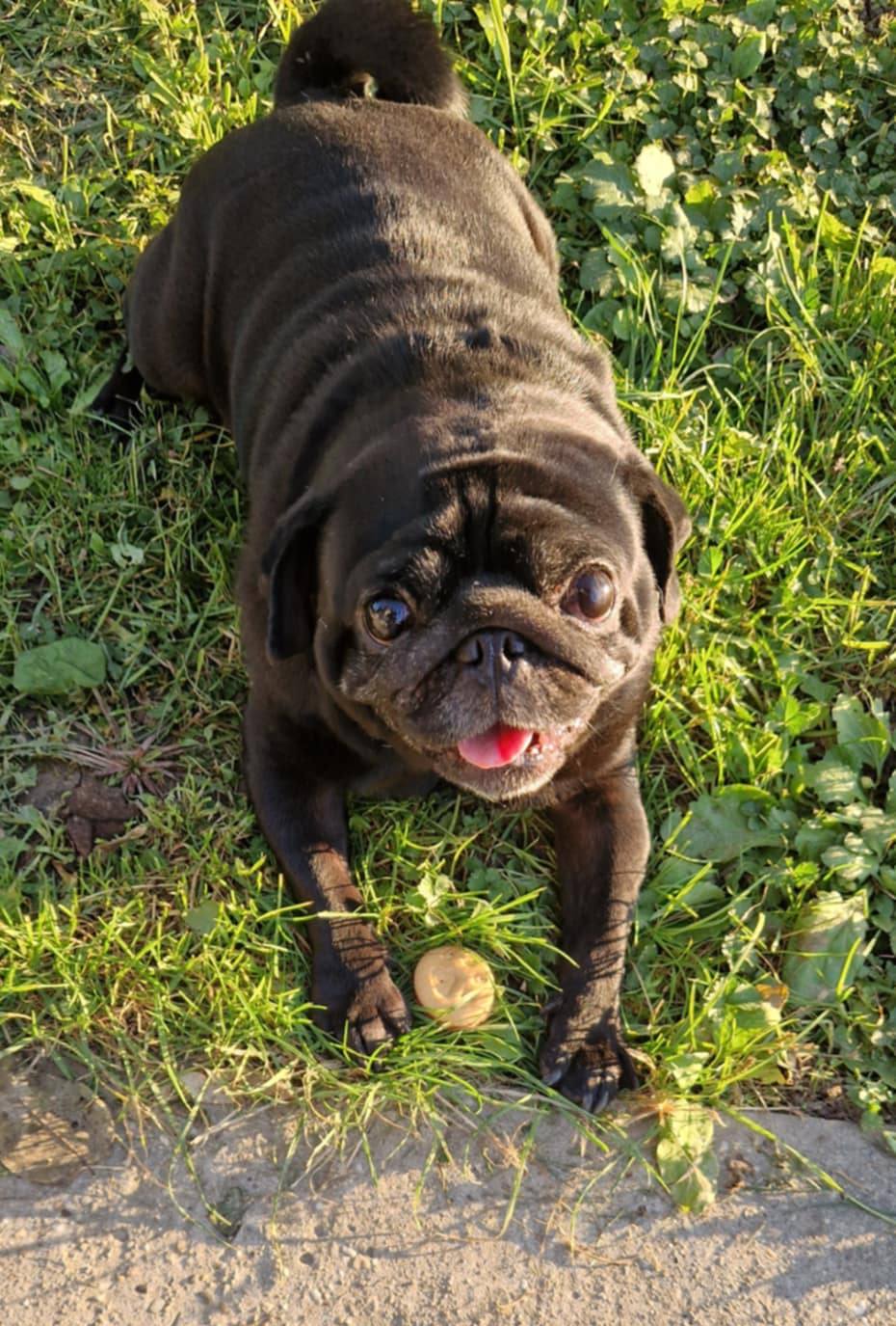 Mopsz Fajtamentés / Mopszokért Alapítvány / Hungarian Pug Rescue