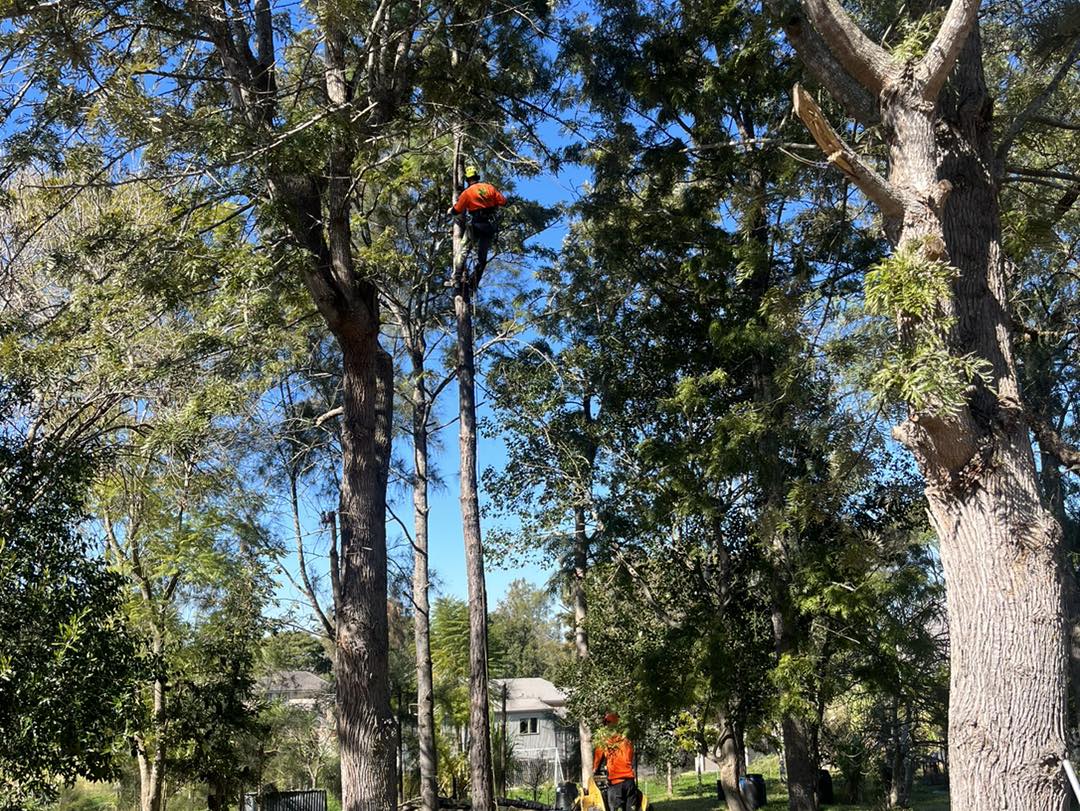 Murphy’s Tree & Stump Service