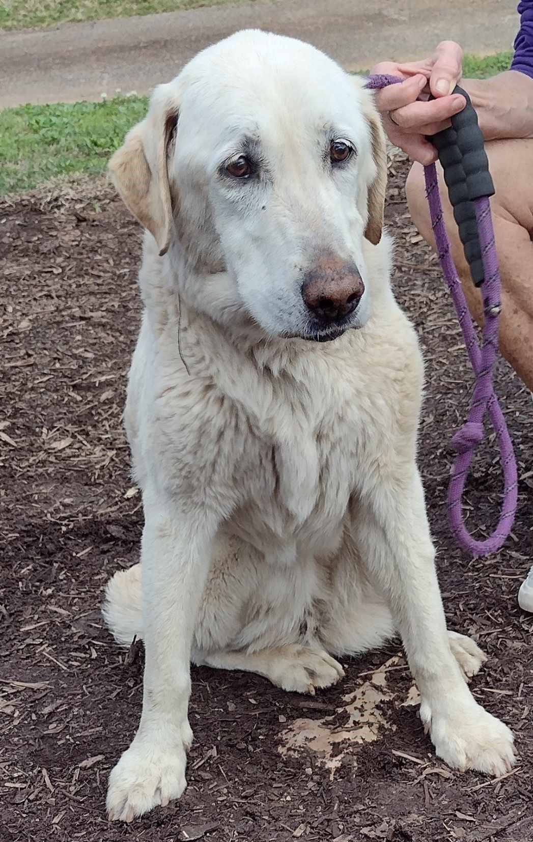 Atlanta Lab Rescue