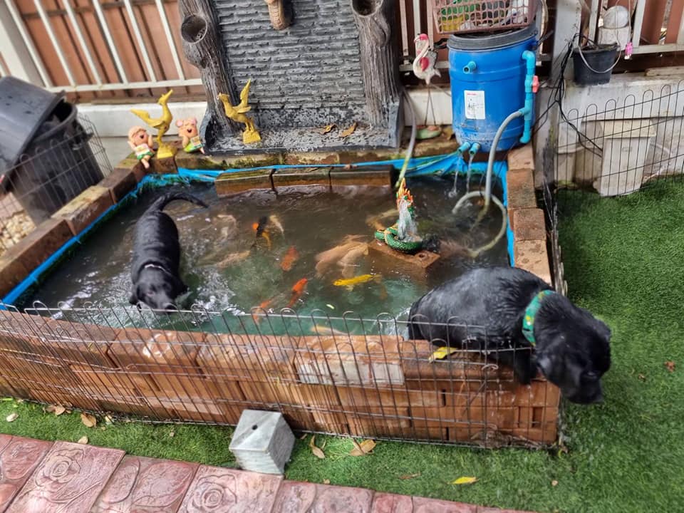 Labrador House - บ้านรักษ์ลาบราดอร์ | Bangkok