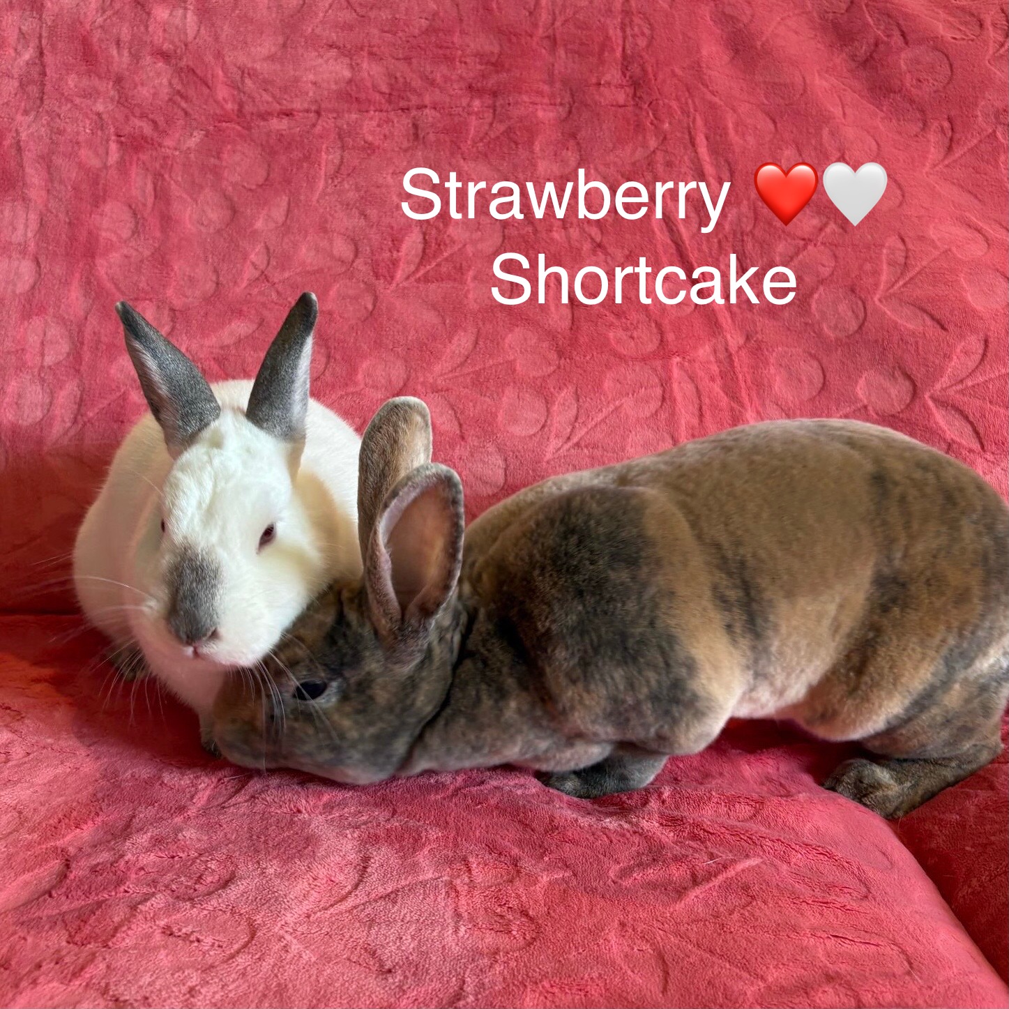 East Bay Rabbit Rescue | Livermore CA