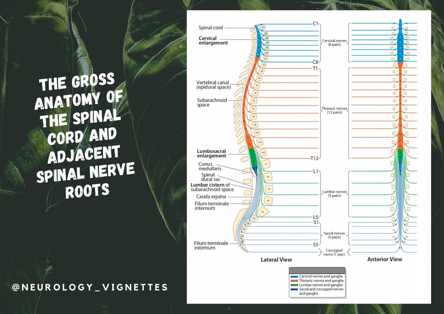 The gross anatomy of the spinal cord... - Neurology_vignettes | Facebook