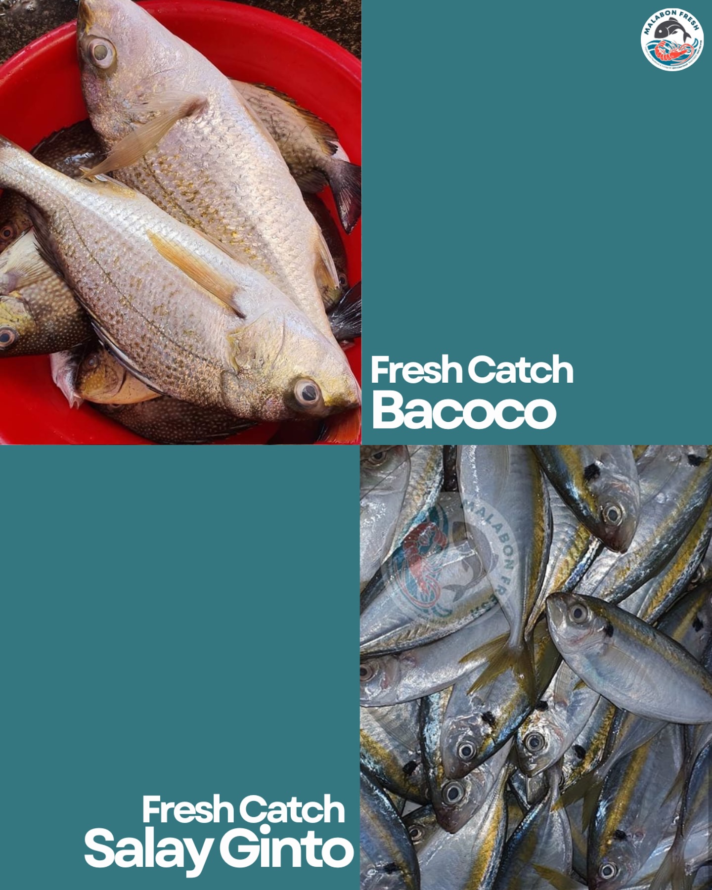 Malabon Fresh | Malabon