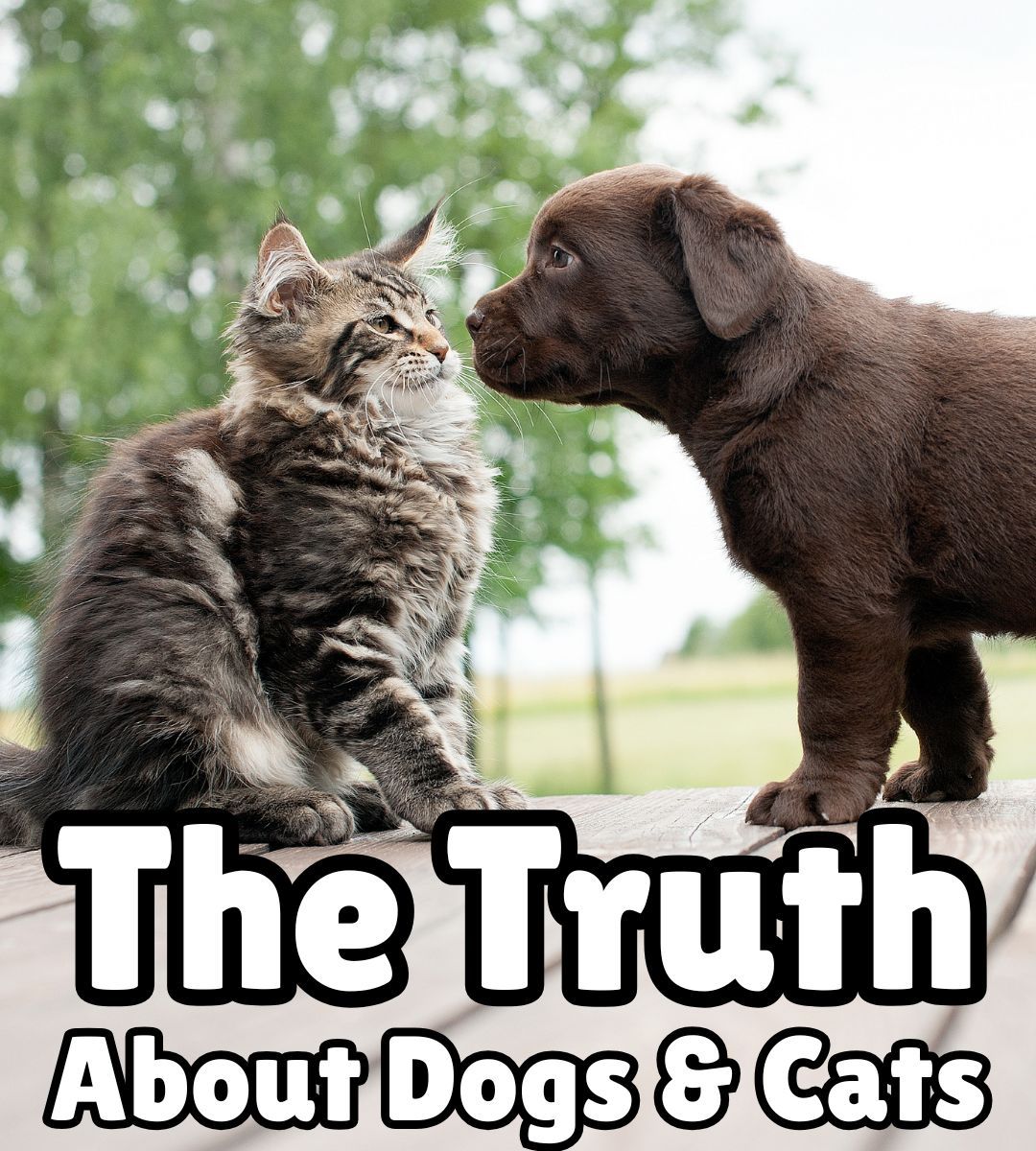 Dogs’ hatred of cats is legendary. But... - The Labrador Site | Facebook