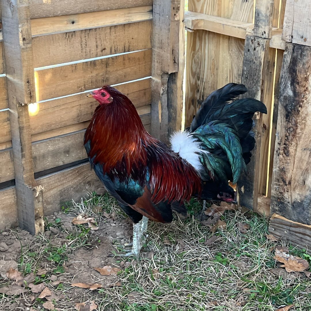 These Flarry Eyed Greys hate another rooster like no other. Here is one ...