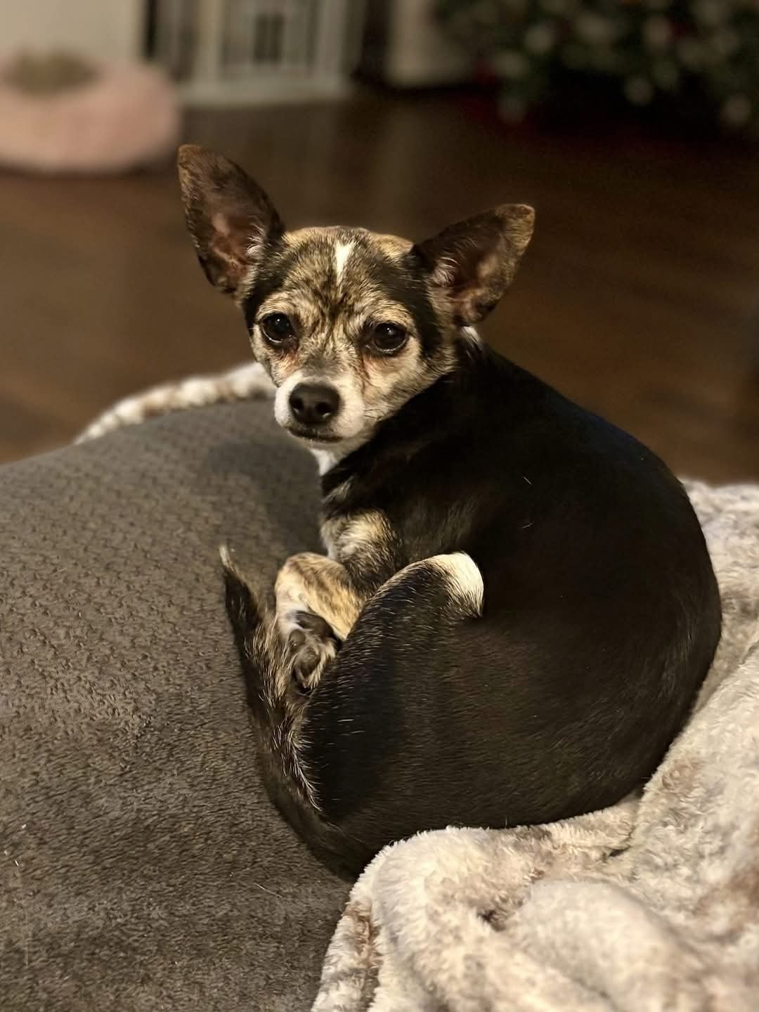 Pitiful Pups | Bixby OK
