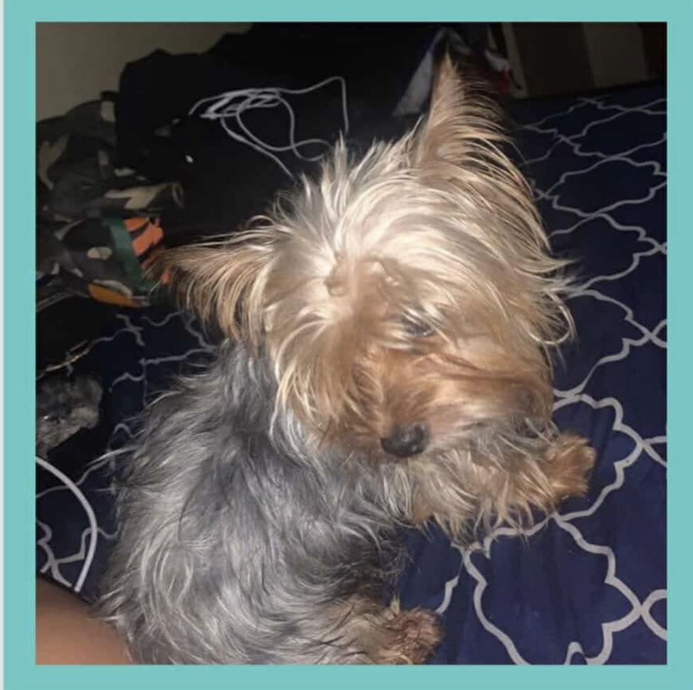 9/13/25 *LOST* - Coney Island - 2007 Surf Ave - “Ardy” - 3 year
