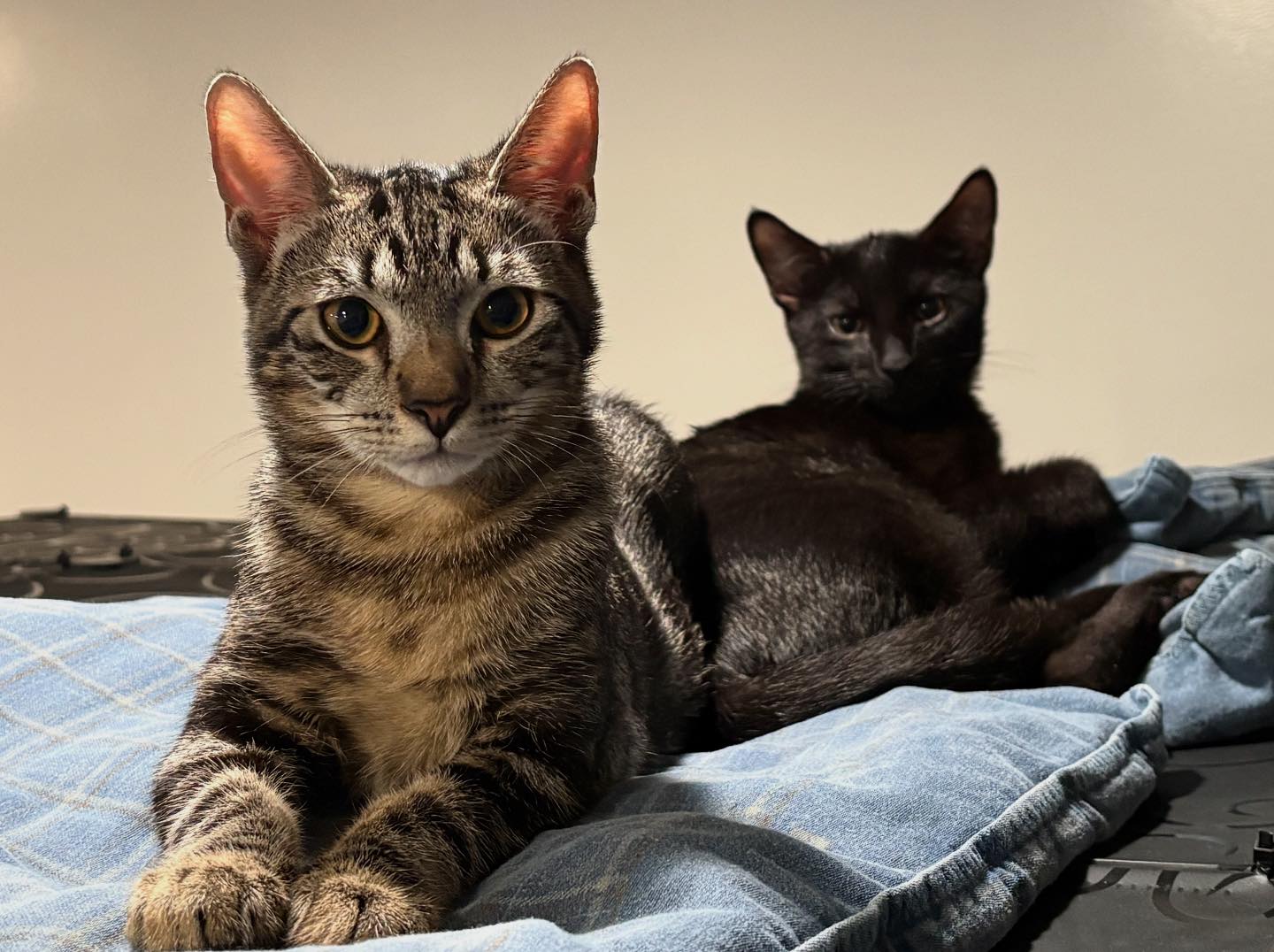 Meet the dynamic duo... - Off The Rocks Animal Rescue | Facebook
