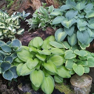 Gardens - Hostas are my perennial plant choice for a poorly drained ...