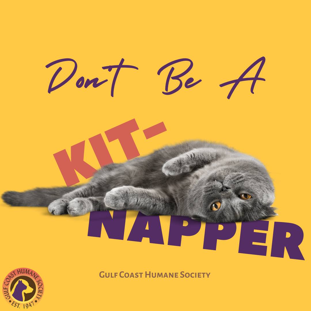 🌸🐱 Kitten Season Explained 🐱🌸... - Gulf Coast Humane Society | Facebook
