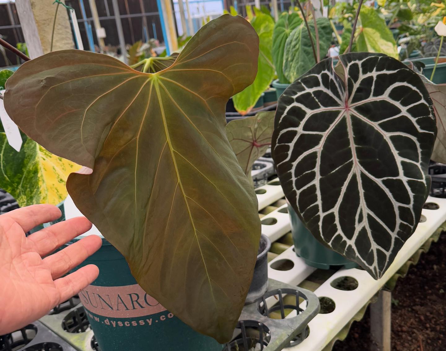 Anthurium Sp nova DF and Red Chocolate 🥵