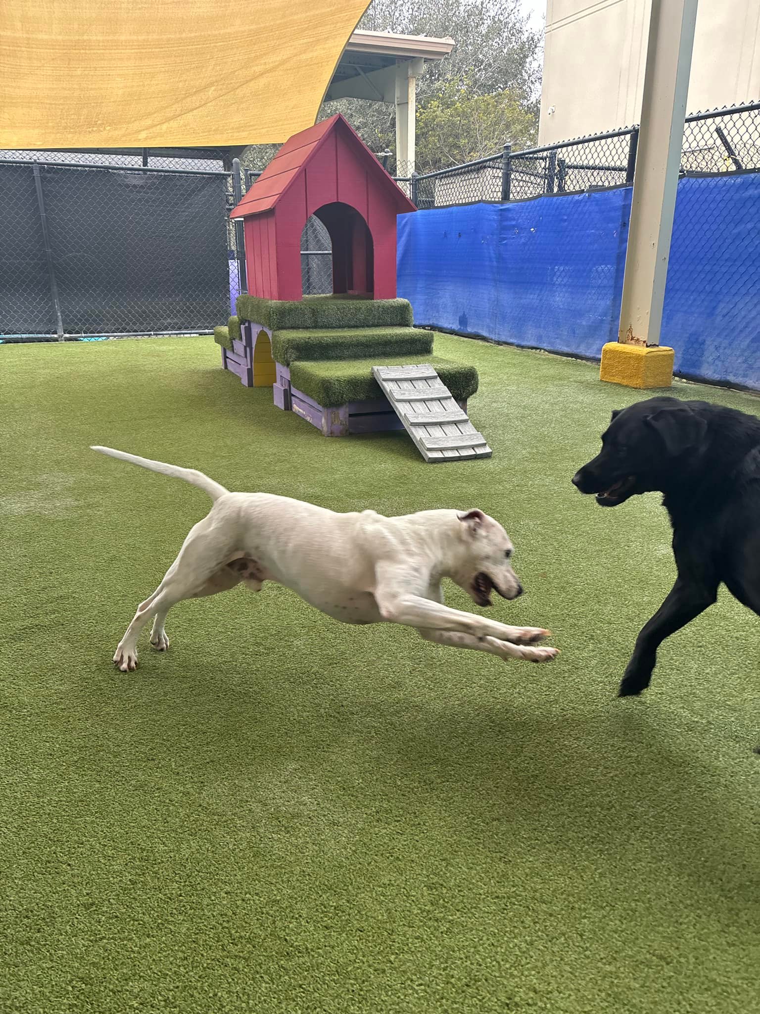 Beaches Jet Set Pets added a new photo. - Beaches Jet Set Pets