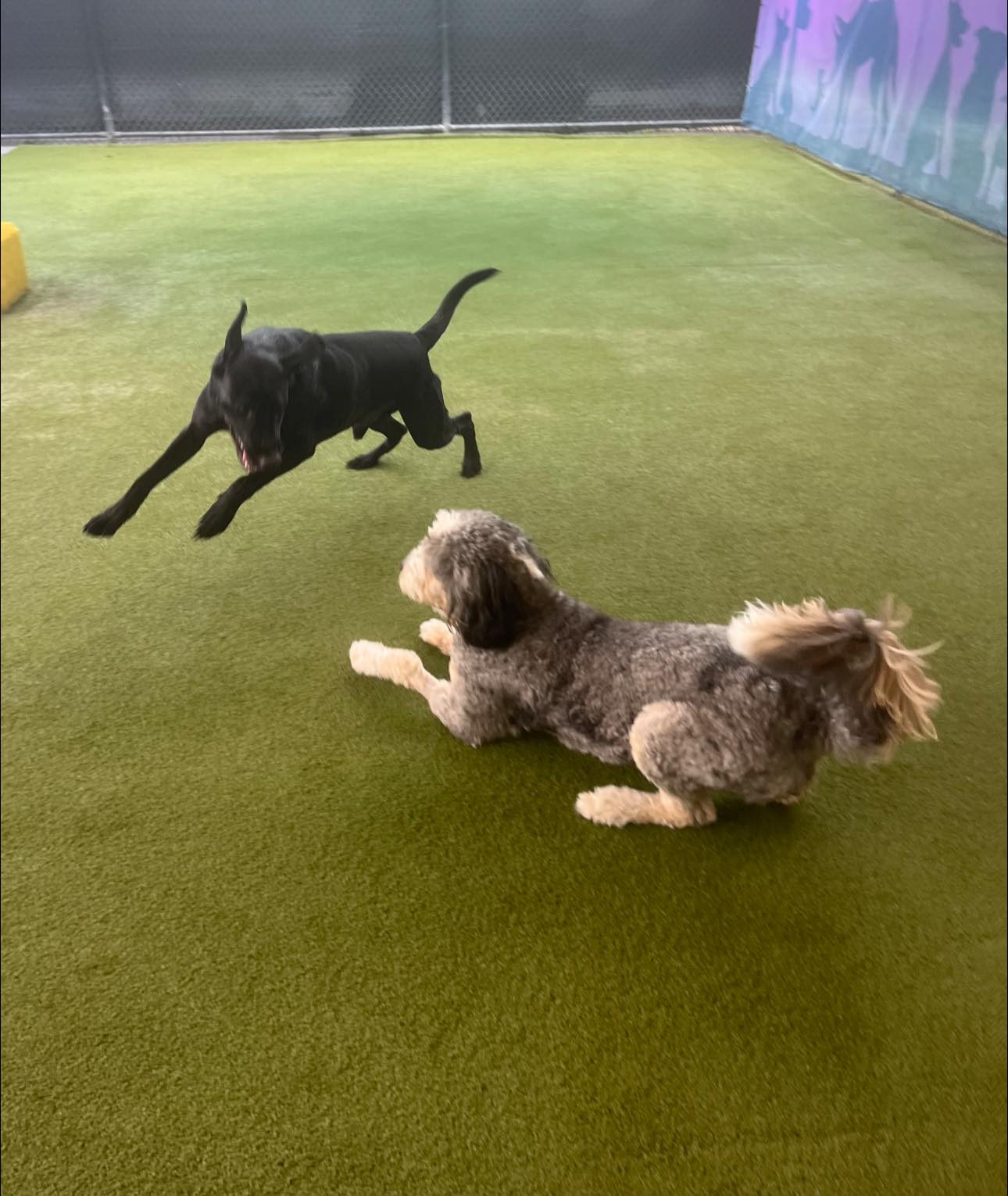 Beaches Jet Set Pets added a new photo. - Beaches Jet Set Pets