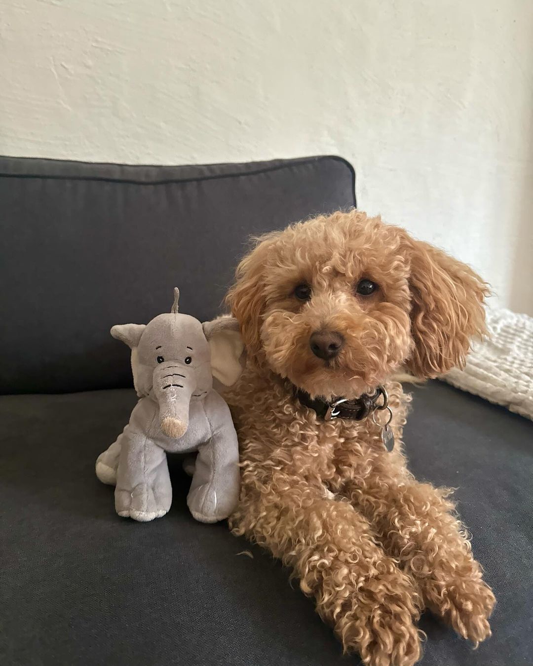 Cockapoo Owners Club | so adorable 😍😍😍 | Facebook