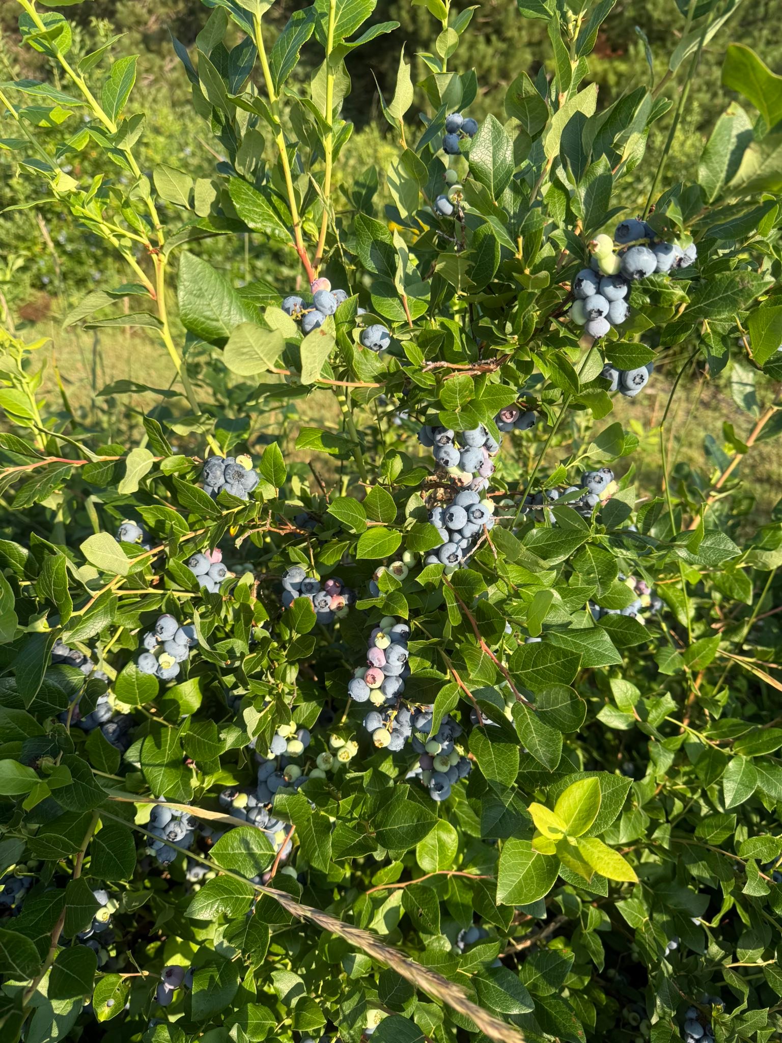 Rautio Family Farm | Atlantic Mine MI