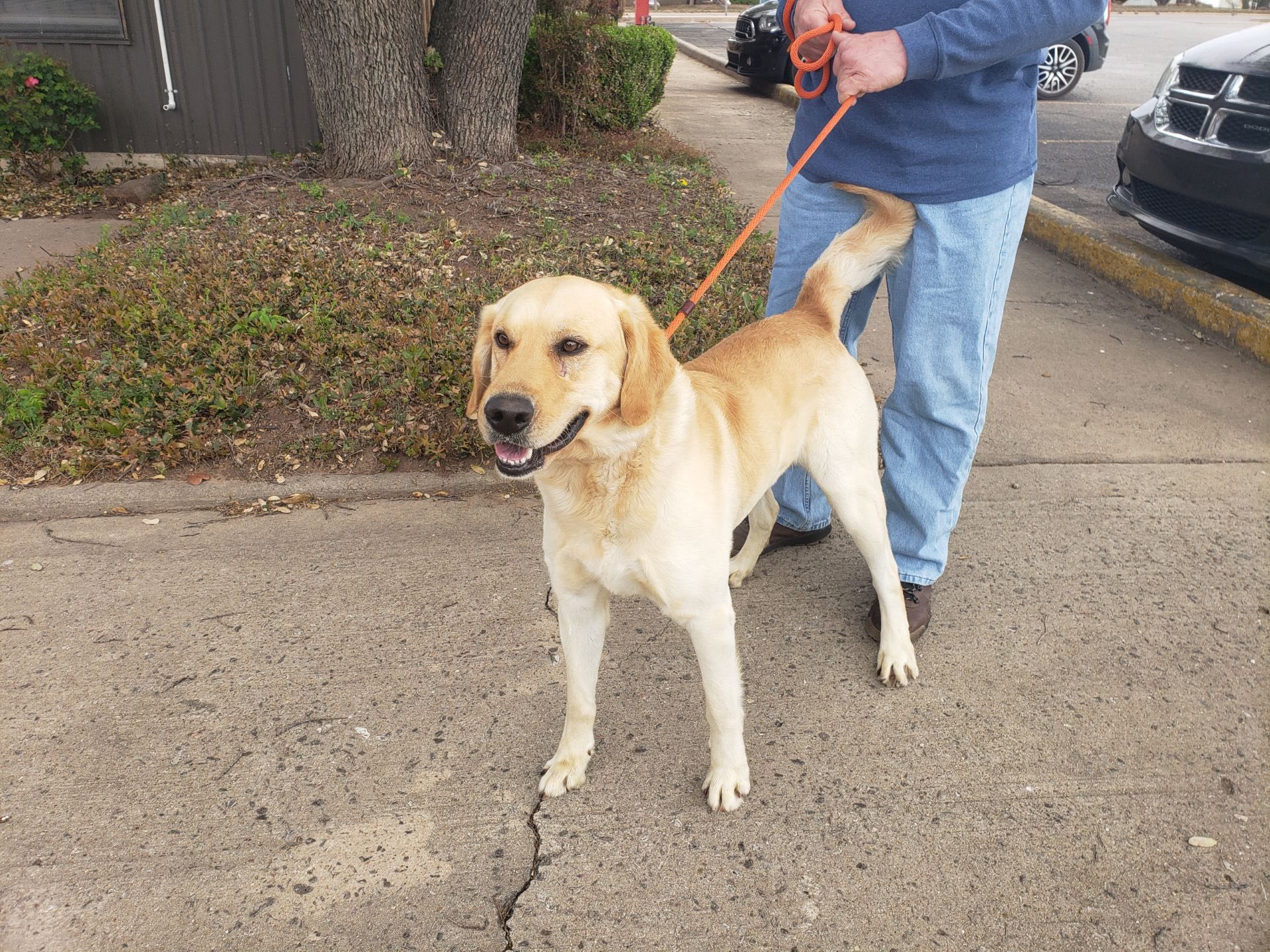 Heartland Lab Rescue | Oklahoma City OK