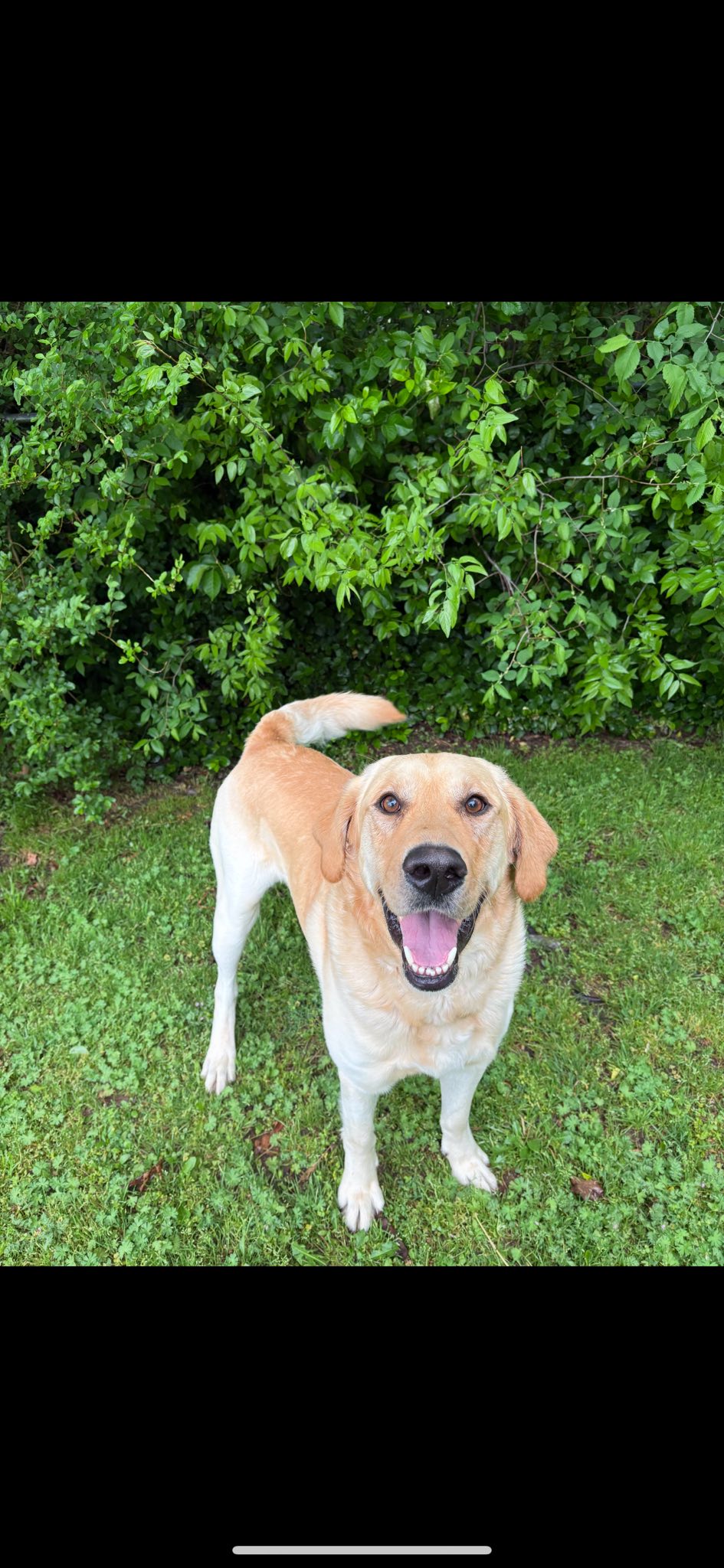 Heartland Lab Rescue | Oklahoma City OK