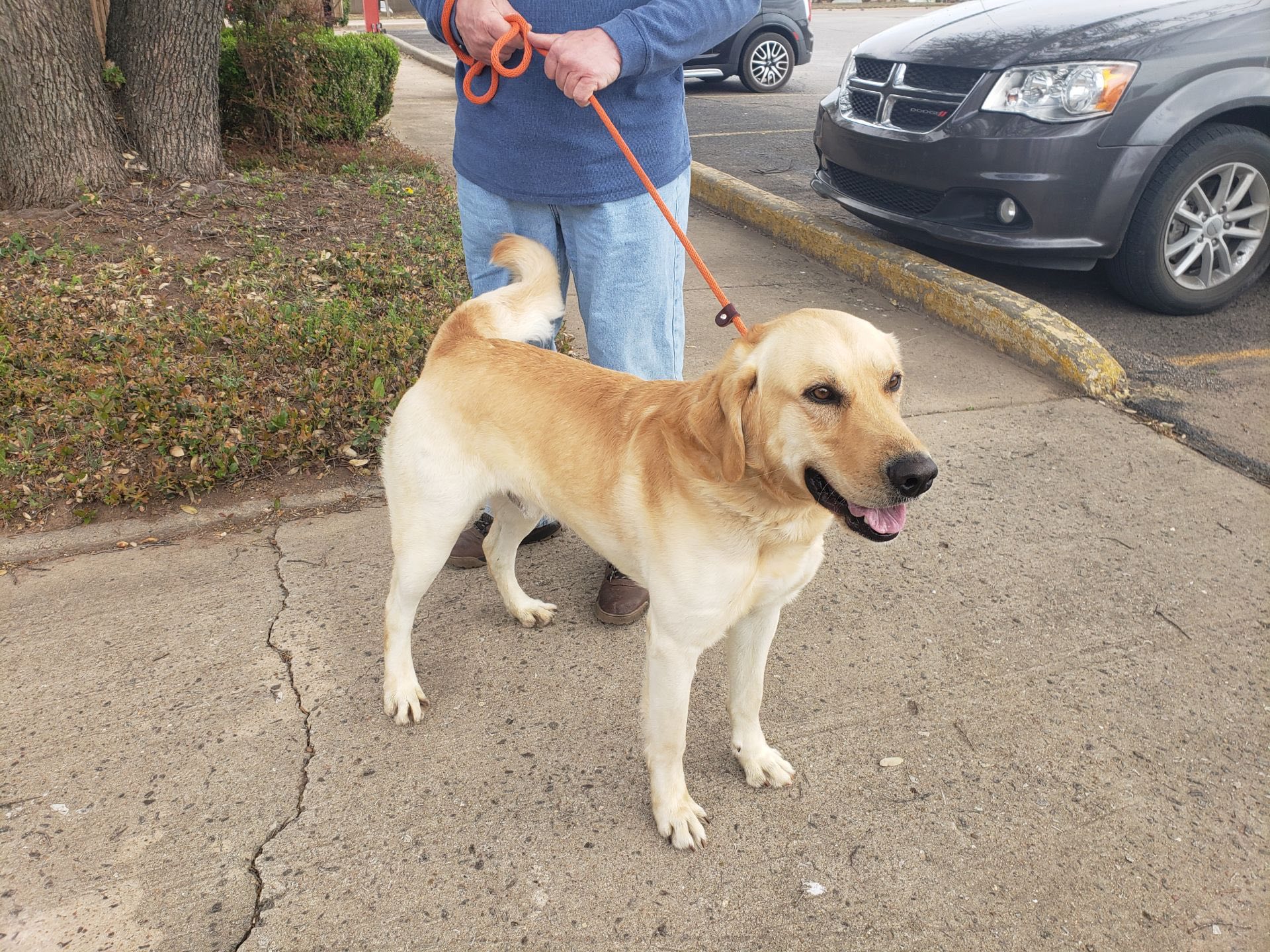 Heartland Lab Rescue | Oklahoma City OK