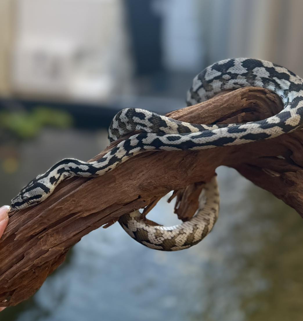 Seaview - Limited numbers of new Daintree Jungle Pythons in store now 🤍 ...
