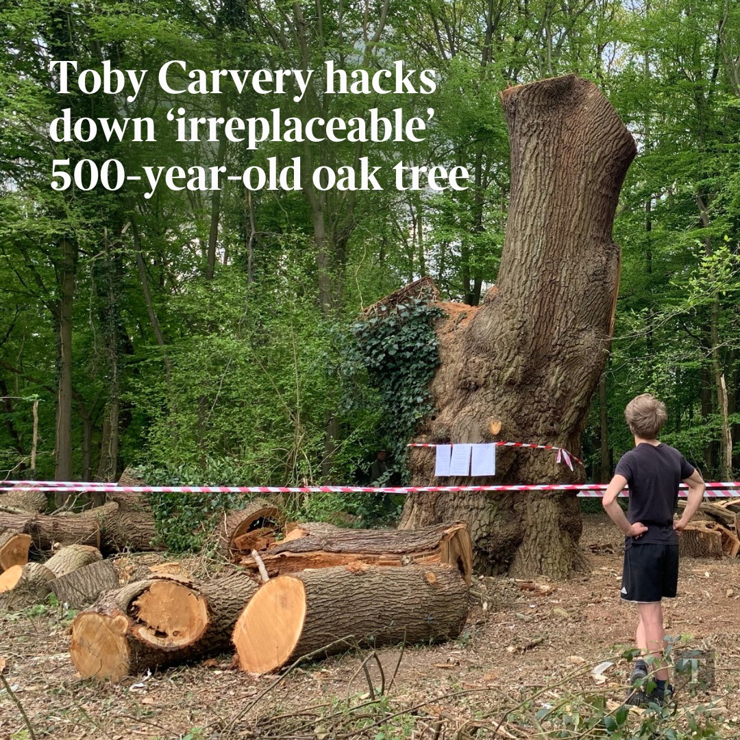 The Times - The council at the heart of a row over a felled 500-year ...