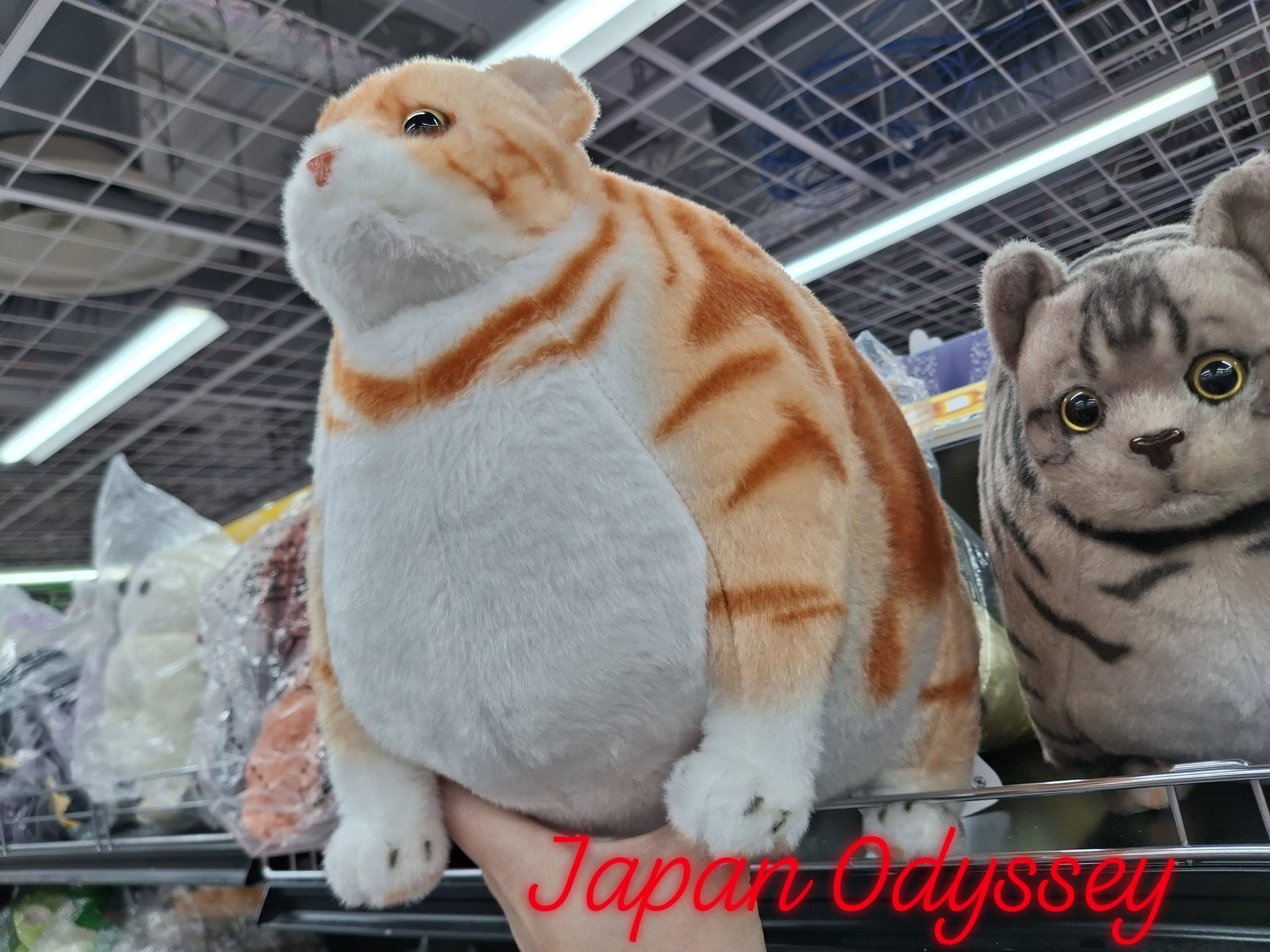 Found a chonky version of my cat in Yodobashi, Kyoto ??
