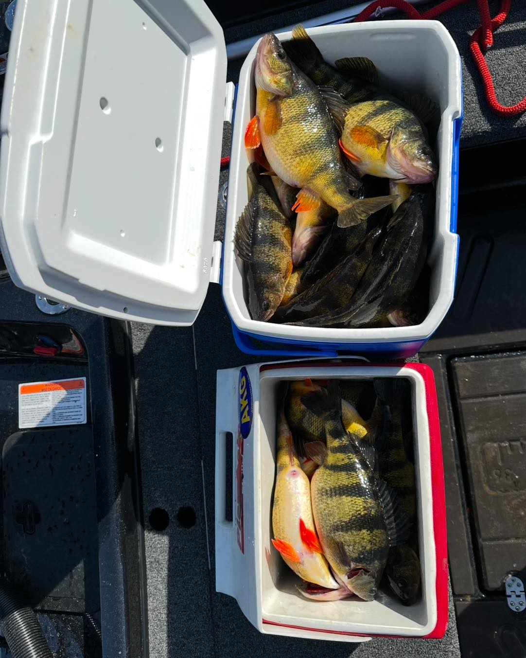 Great - Spring on the Mississippi River is all about the jumbo perch! # ...