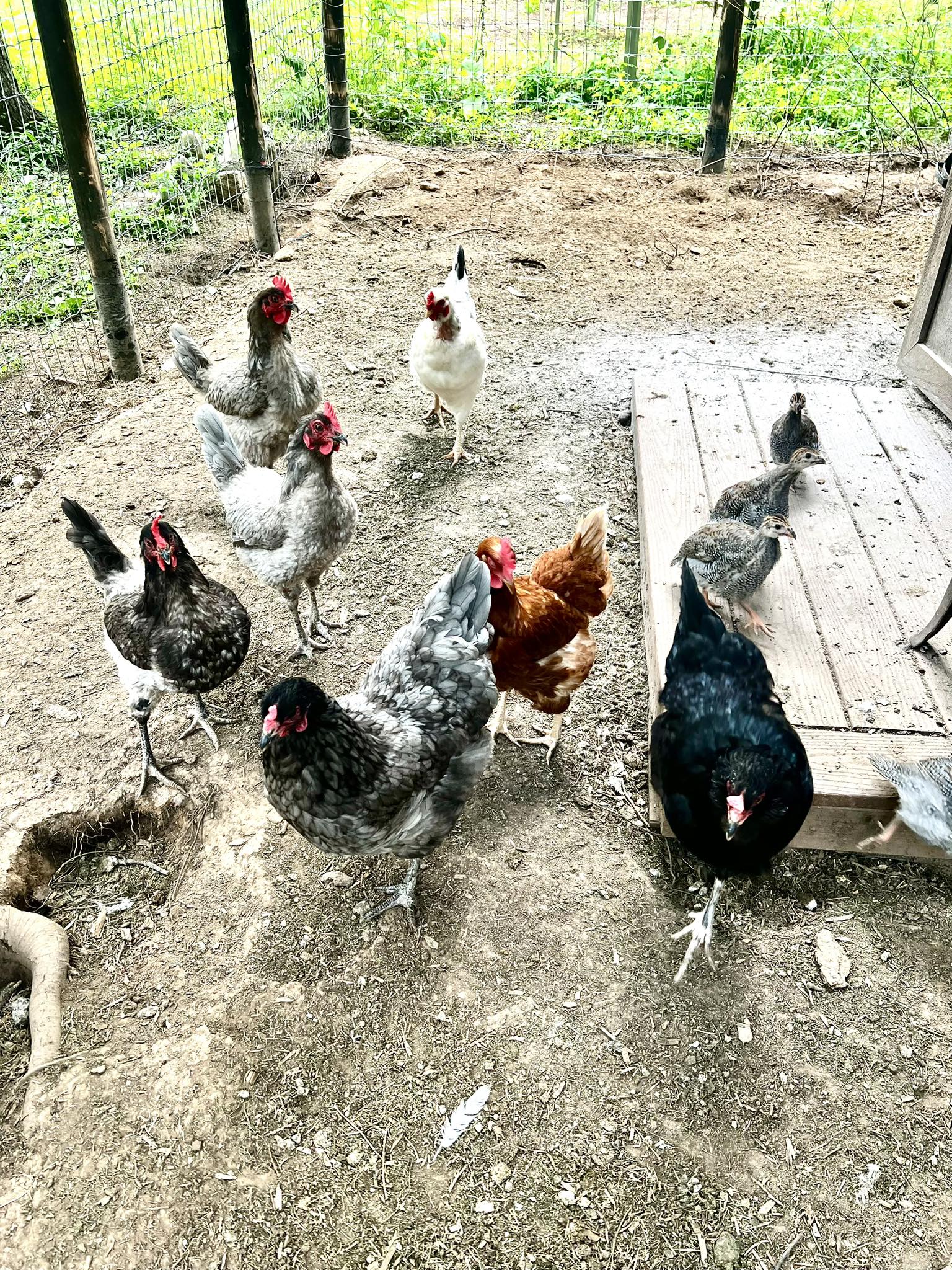 Thai Strong Chicken Vitamin Supplement – Healthy Roosters, Gamecocks & Pigeons