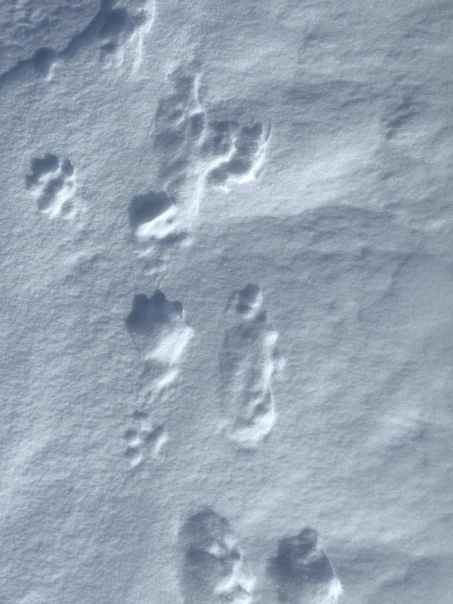Alaska - A mish mosh of tracks. Probably 2 animals. Some don't look ...