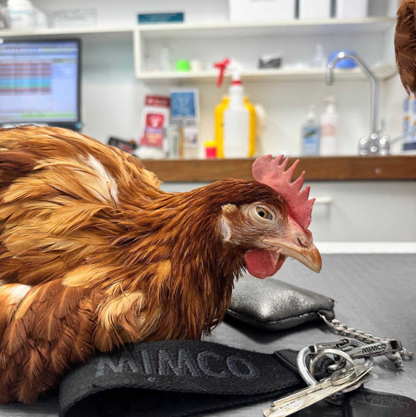 Til - Will you help rescue hens? 🐔 We deserately need Hen Rescue ...