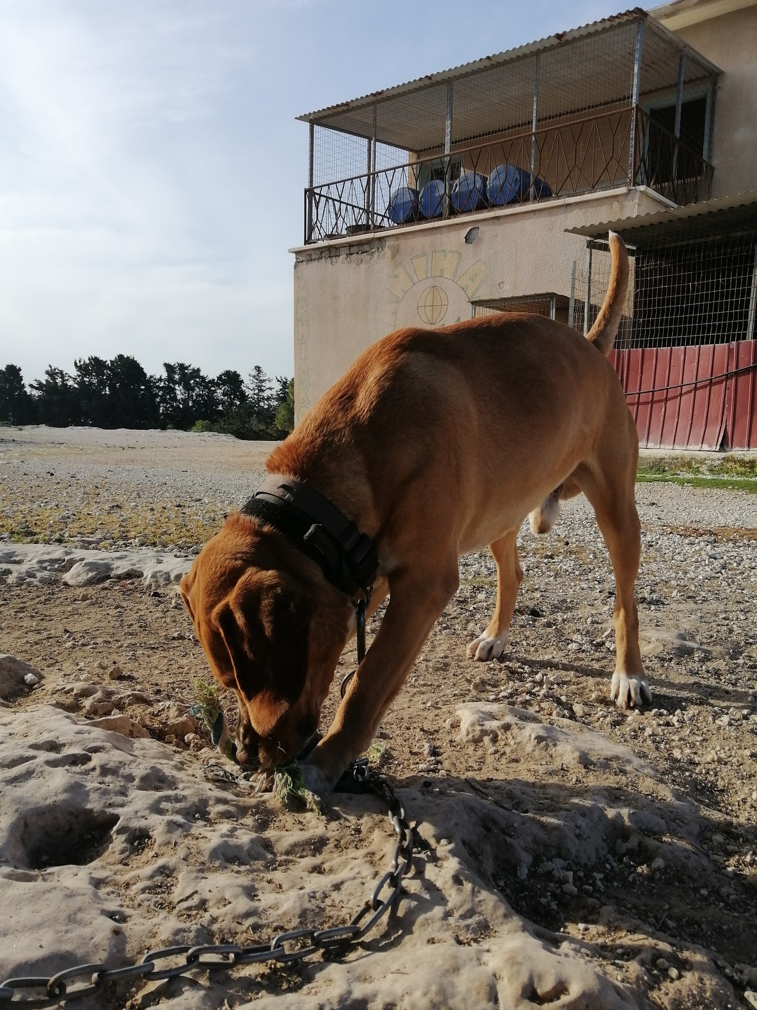 Animal Rescue Cyprus Reg.No.4420 | Paphos