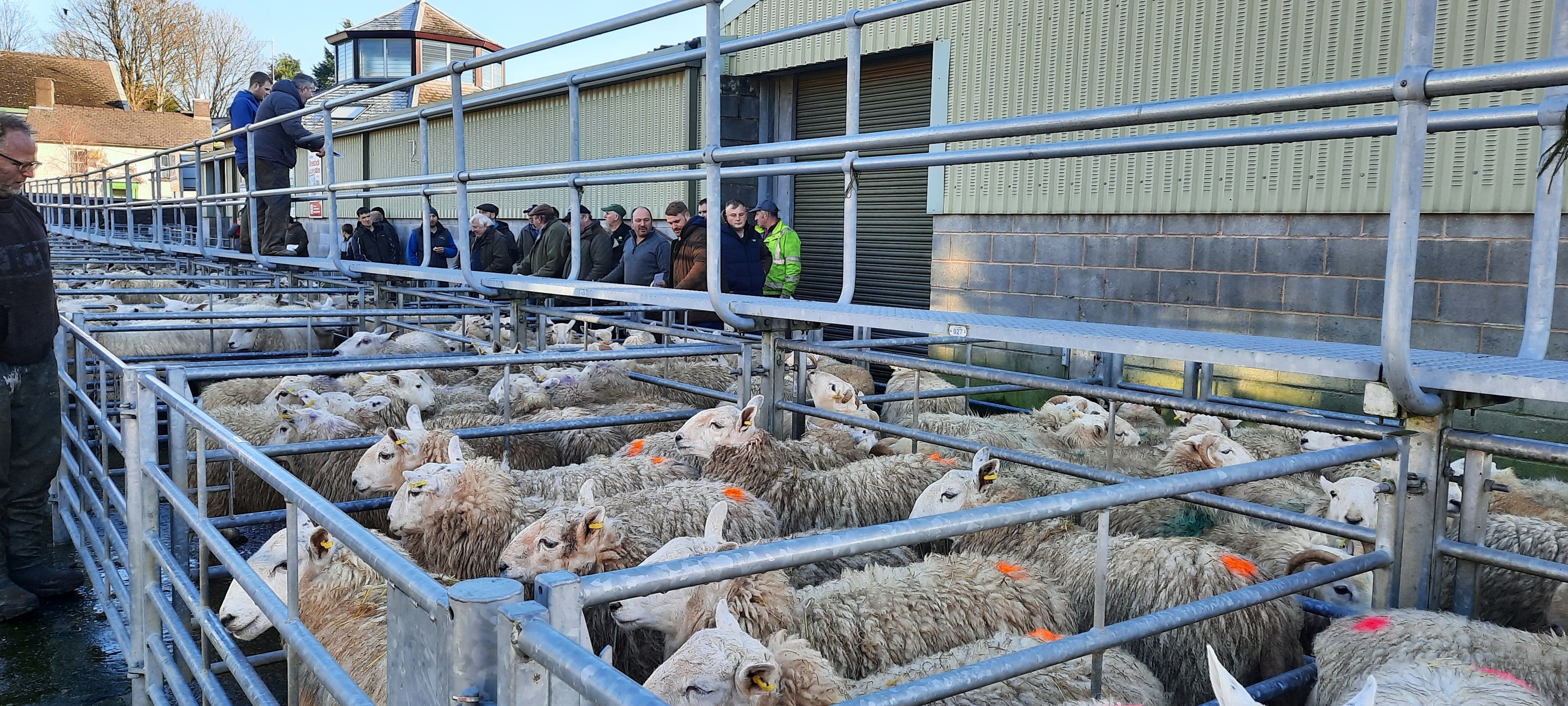 Rhayader - ALL WEIGHTS AND GRADES OF HOGGETS AND CULL SHEEP WANTED ...