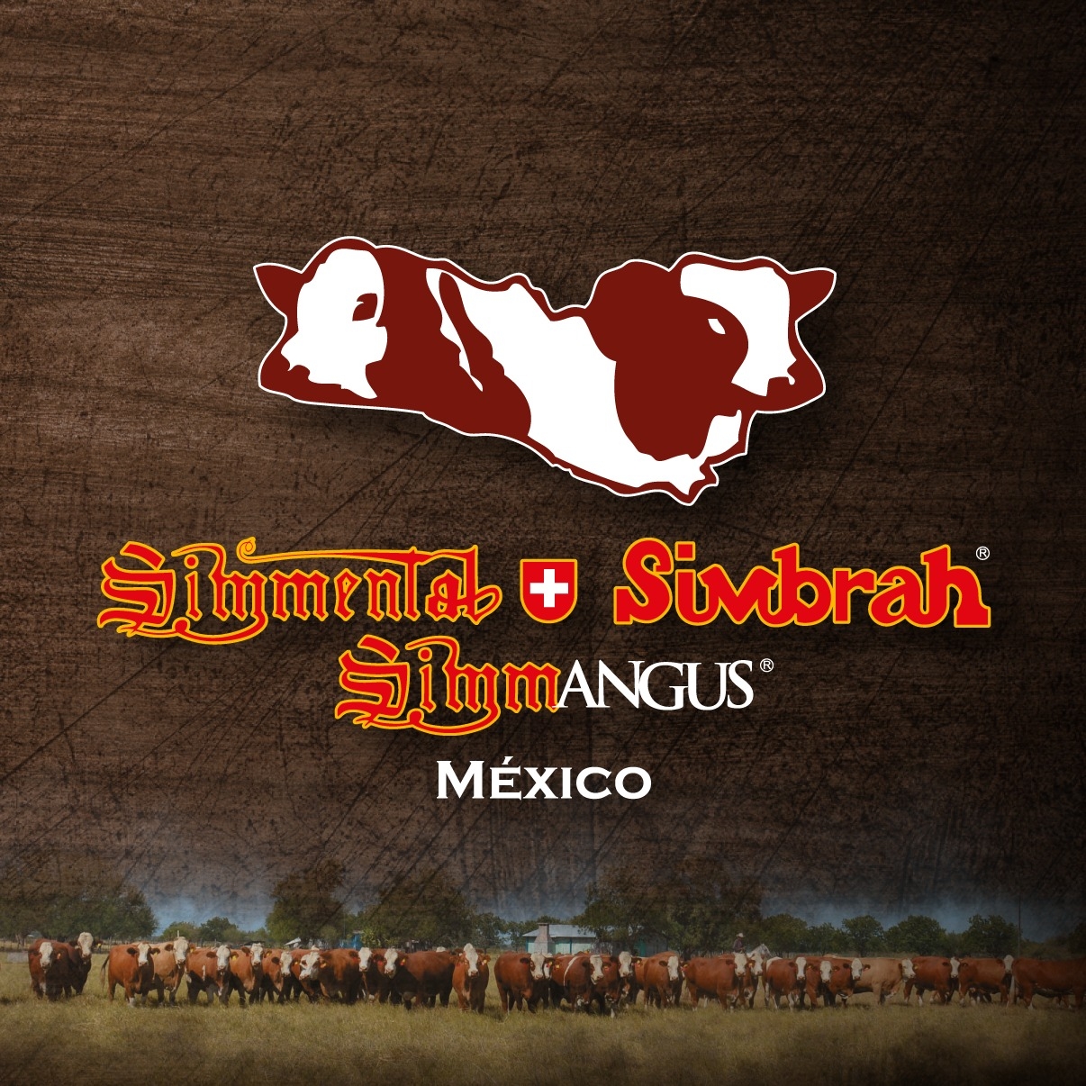 Simmental Simbrah Mexicana... - Simmental Simbrah Mexicana