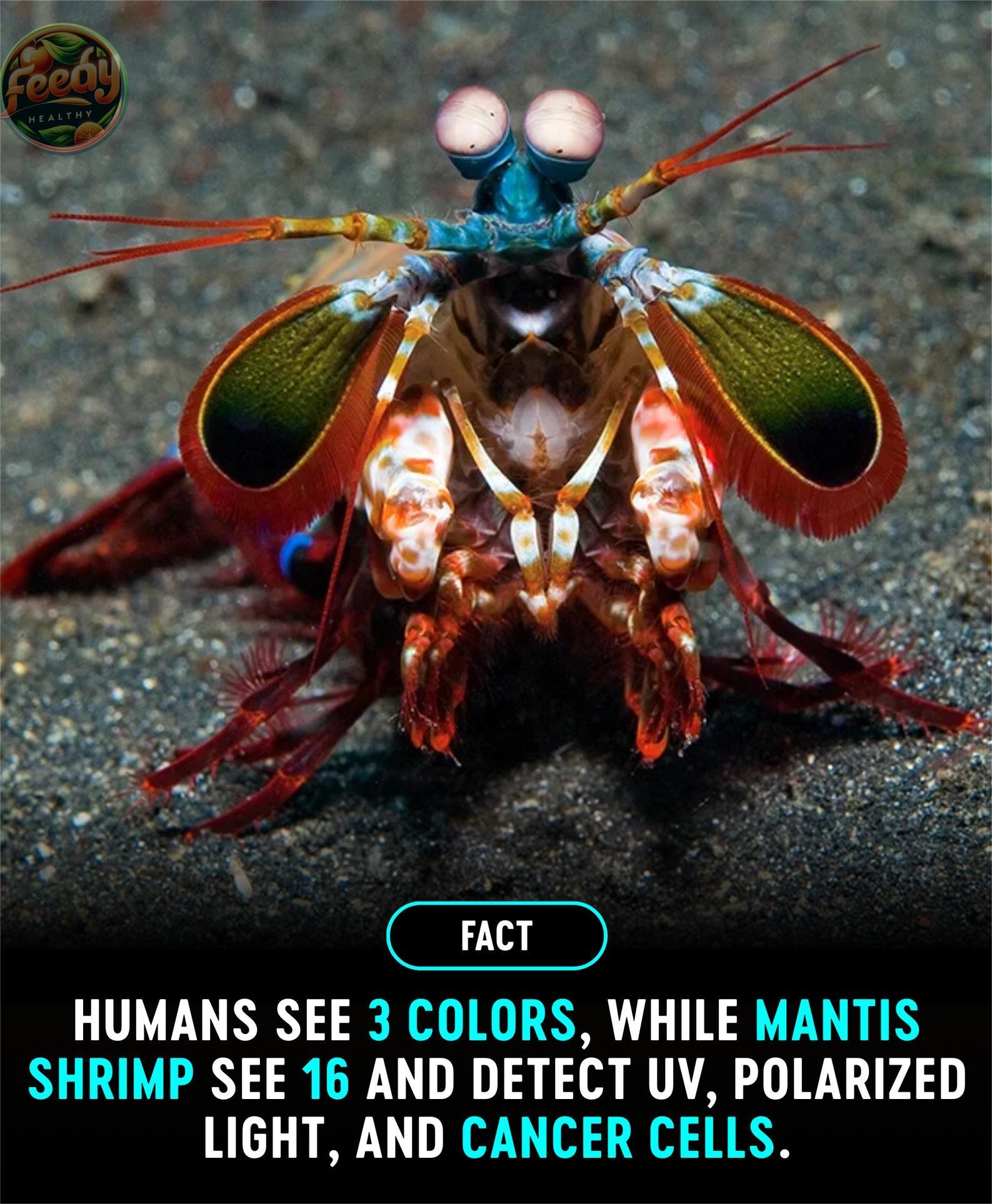 Blogtamsu - The mantis shrimp possesses some of the most... | Facebook