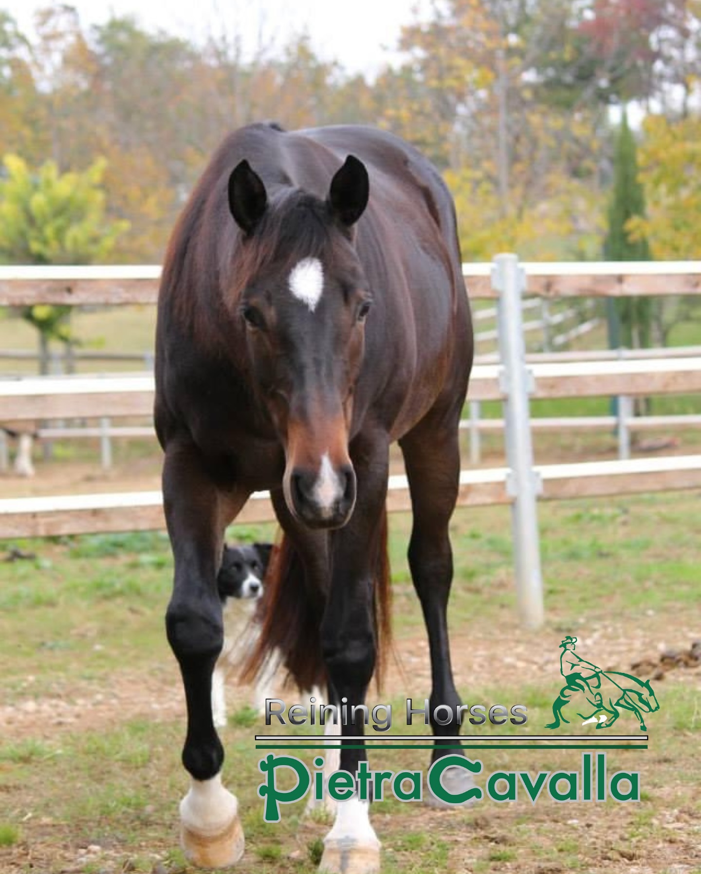 The third foal of this fantastic broodmare touched the sand of the