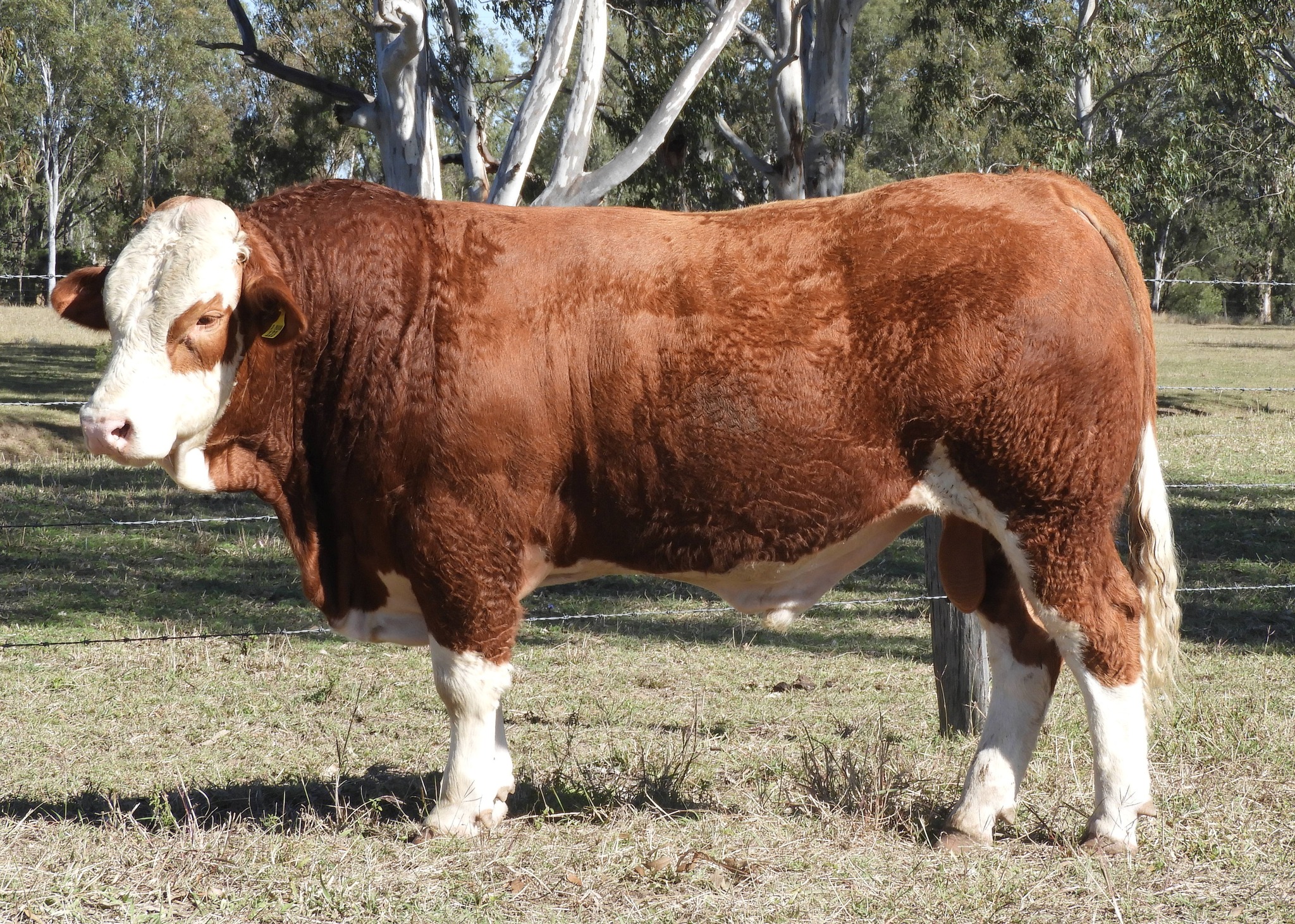 Trad... - Traditional Simmental Fleckvieh Society of Australia