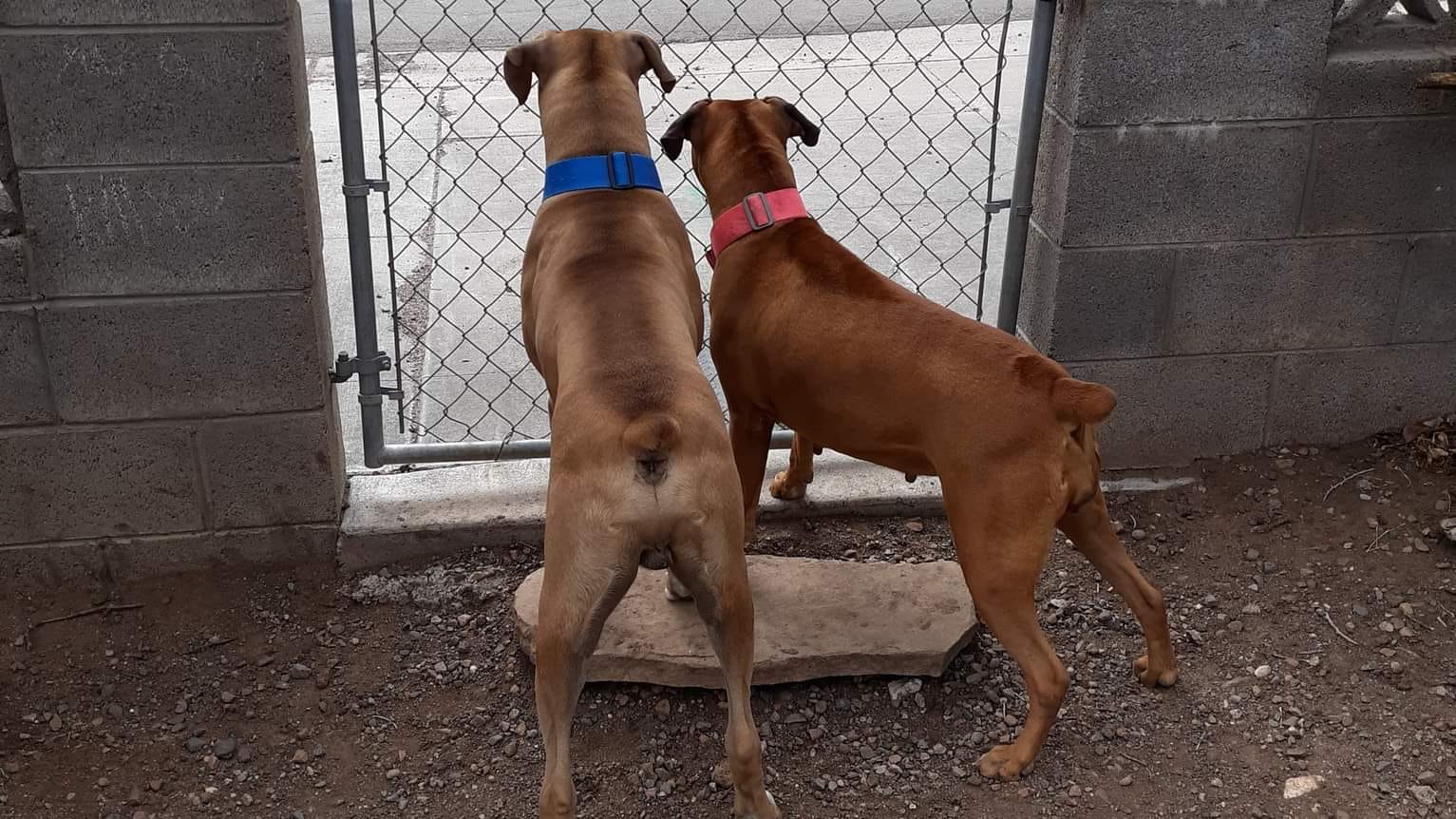 Nala and Simba Boxers For Sale | Show Low AZ