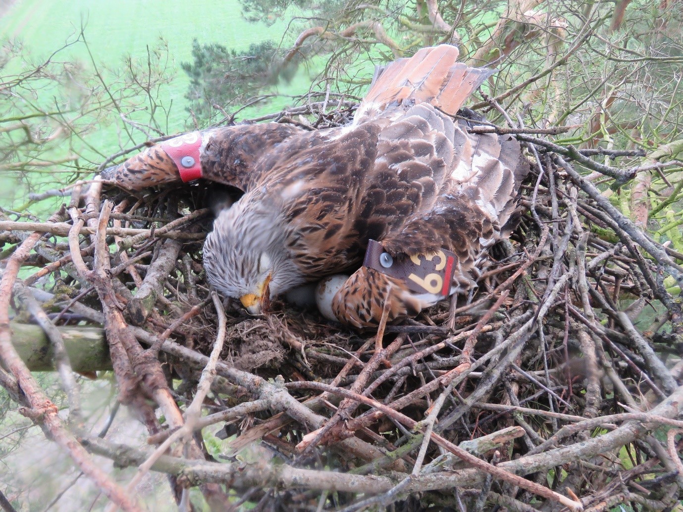 Northern Ireland Raptor Study Group | Lisnarick