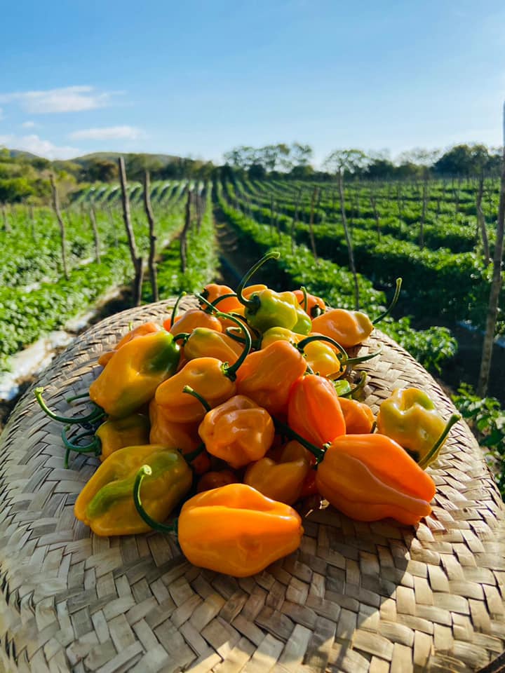 Santa monica produce | Puerto Vallarta