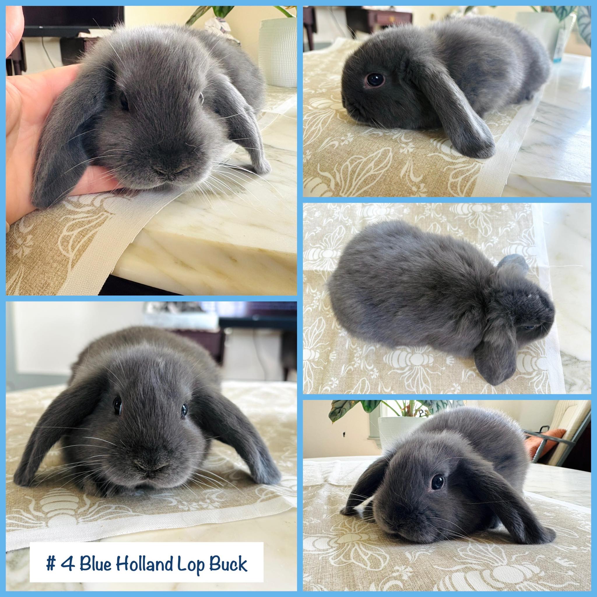 Ellie's - **** No Longer Available 🩵 I have ONE beautiful Holland Lop ...