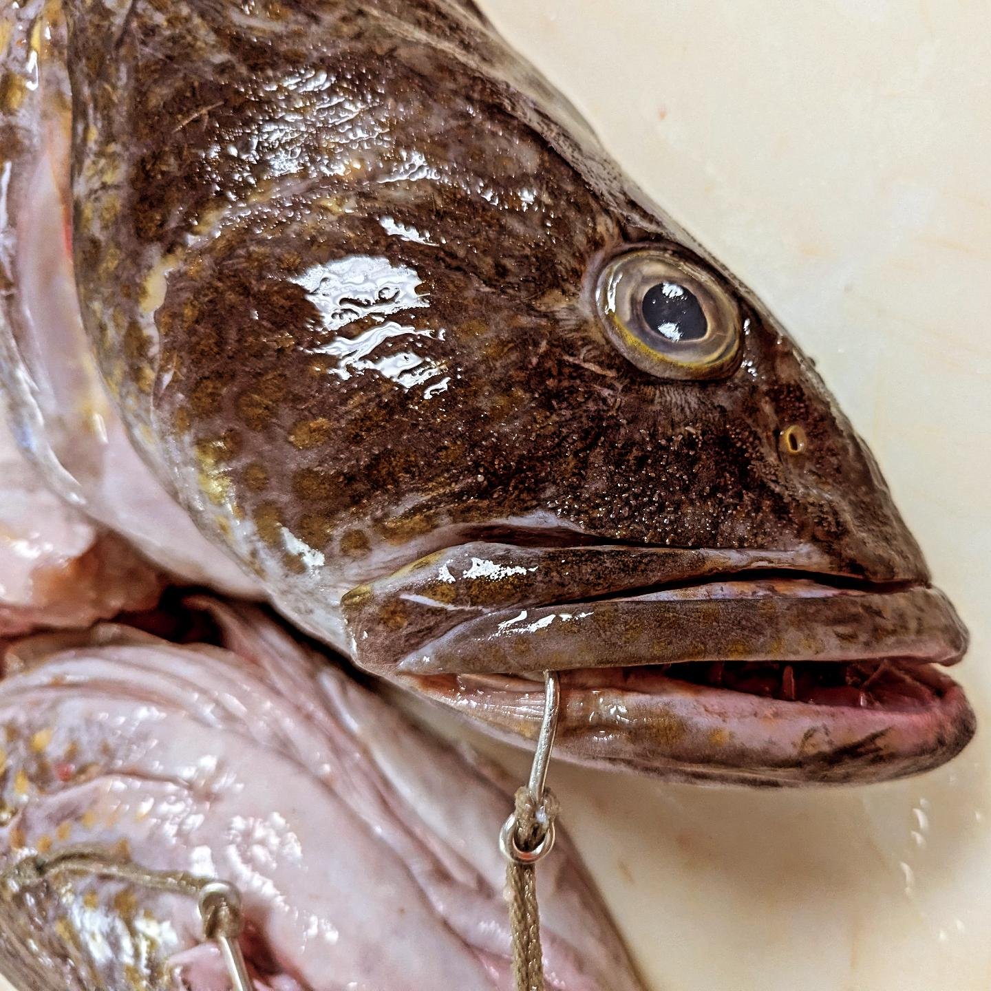 Portland Fish Market | Portland OR