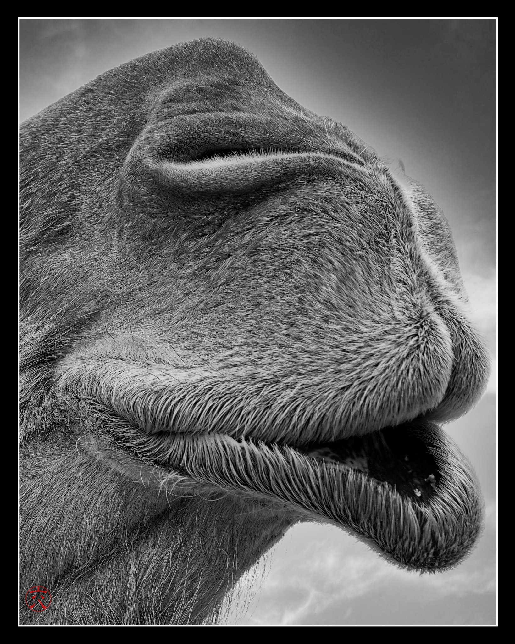 The many faces of the camel… Roger Williams Zoo. Nikon (unedited)