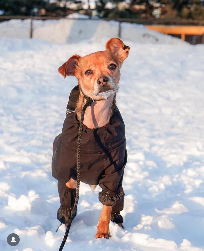 Save Me Rescue