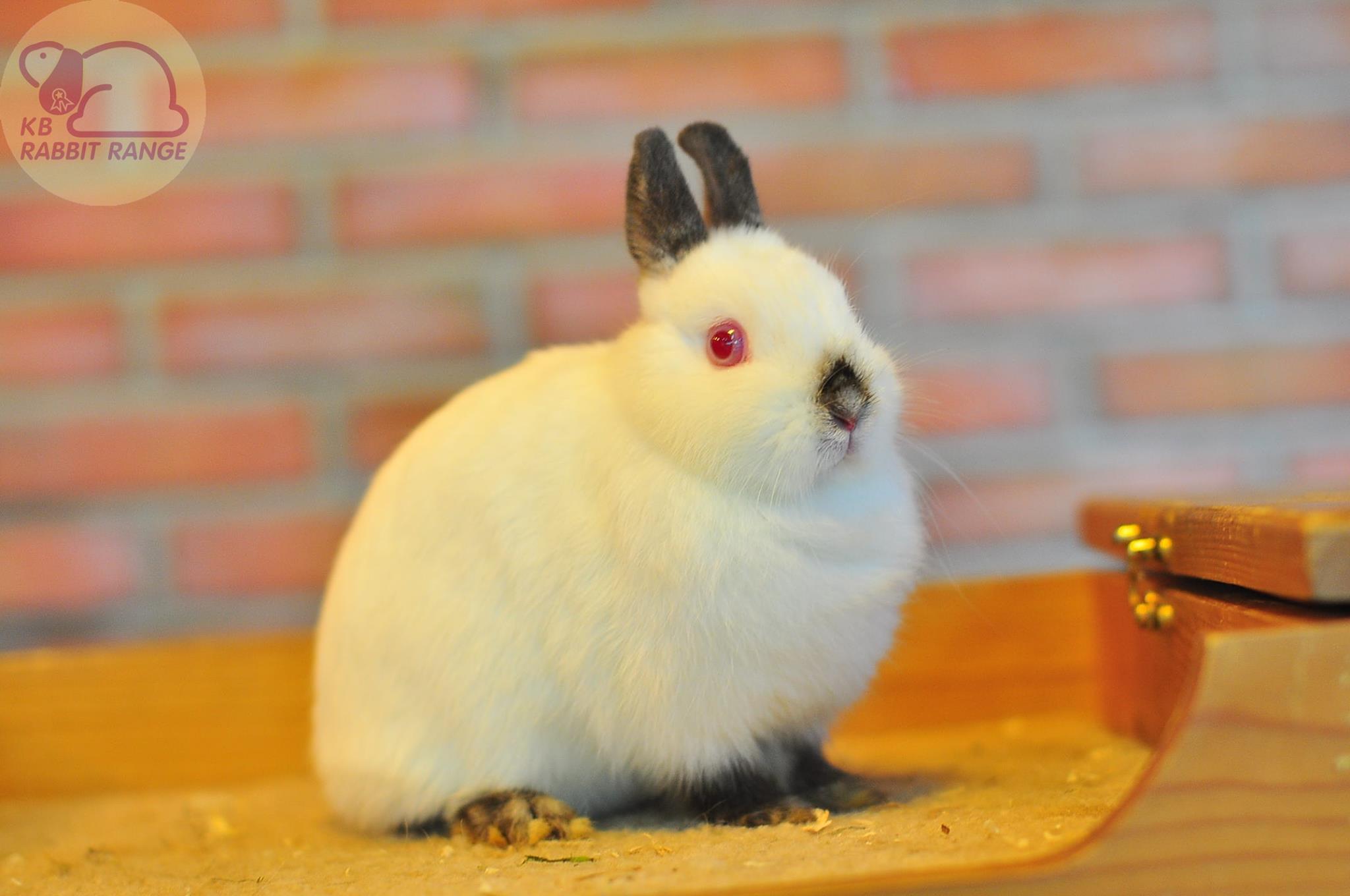 KB Rabbit - Netherland Dwarf เพศเมีย สีฮิมมาลายัน... | Facebook
