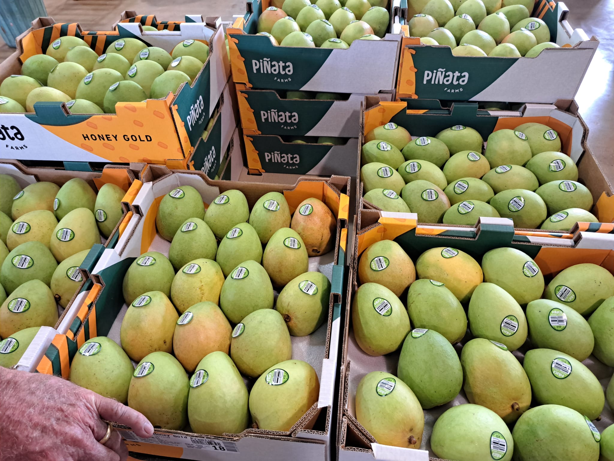 Piñata - 🥭HONEY GOLD GROWER Q&A🥭 Picking now: Jade Mangoes, Giru ...