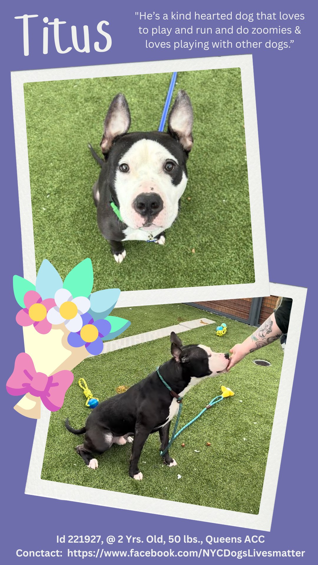 Dogs - *** PLACED WITH RESCUE *** He lived with not just one but SIX ...