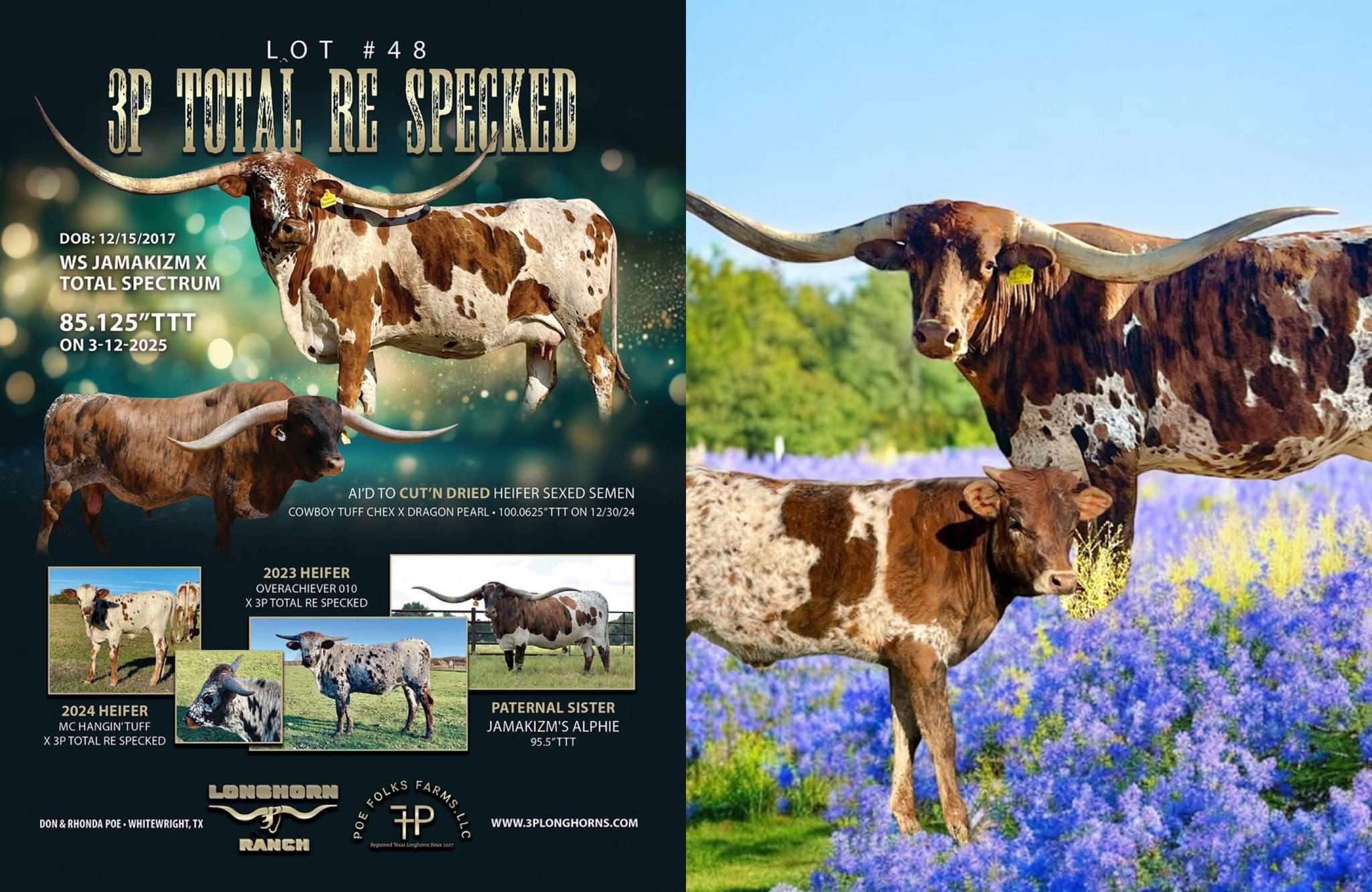 3P Longhorn Ranch | Whitewright TX