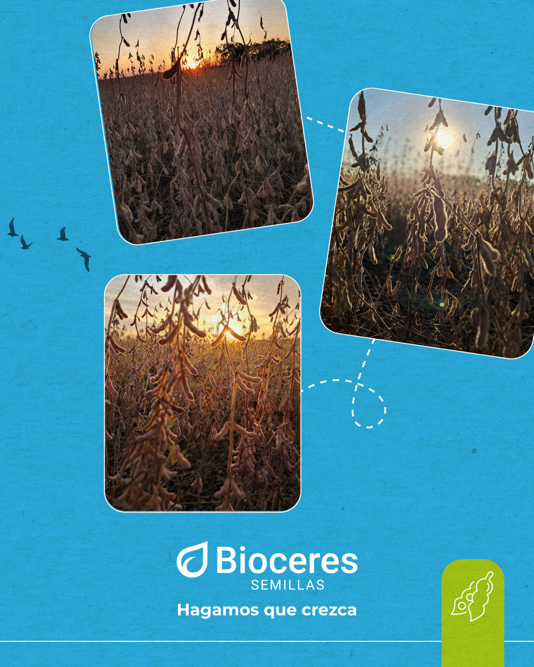Bioceres Semillas