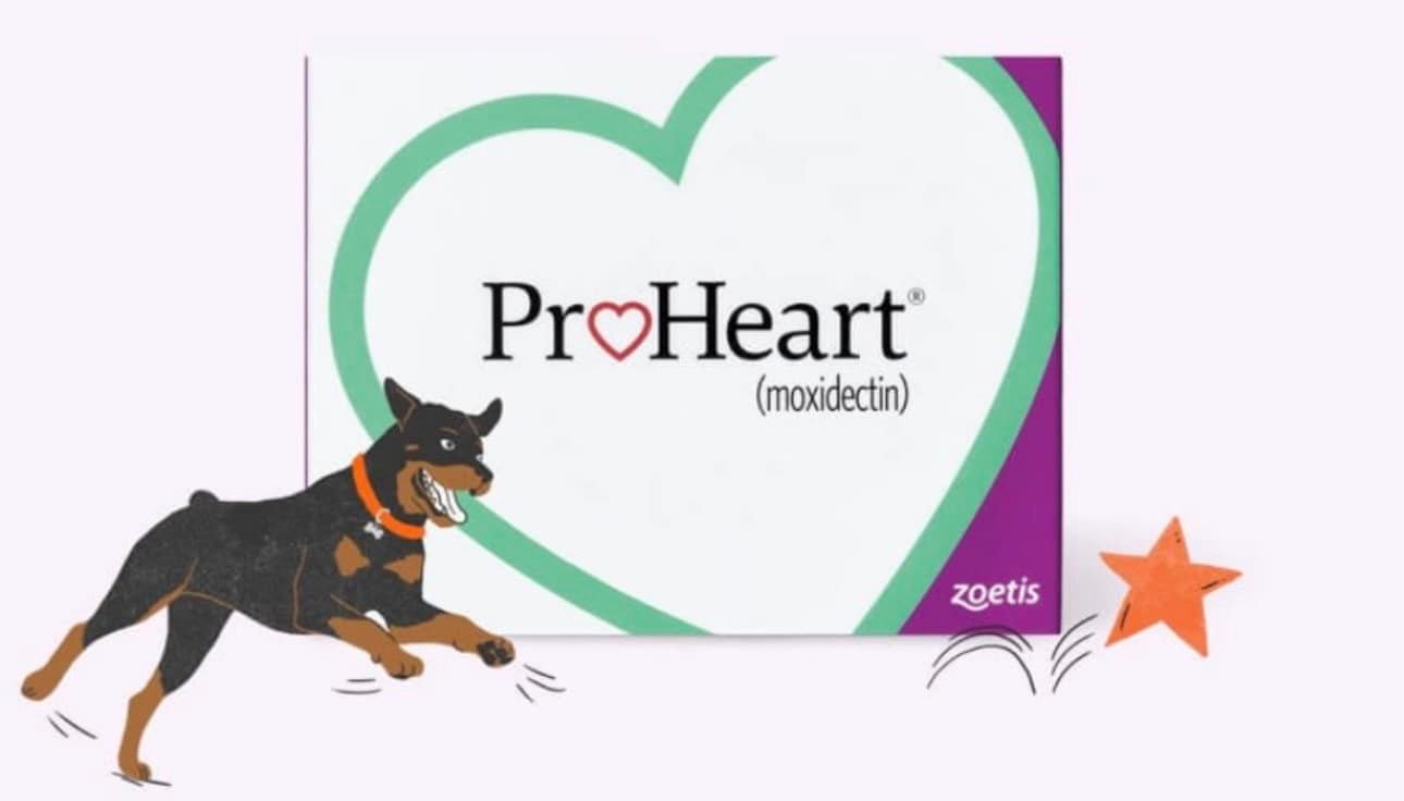 Introducing ProHeart 6® We are... - A Plus Animal Hospital | Facebook